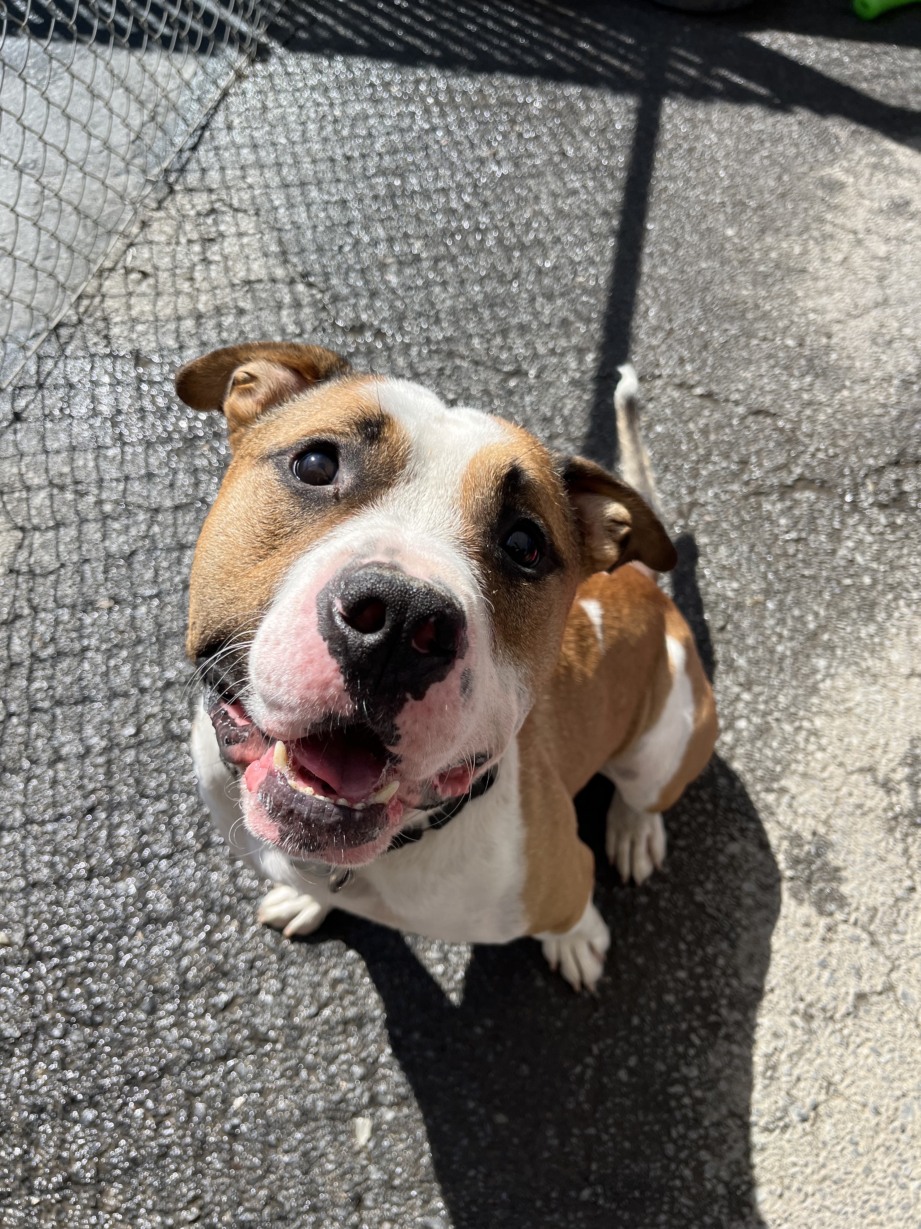 Enlarge Cash, an adoptable Pit Bull Terrier in Sonora, CA image 4/5