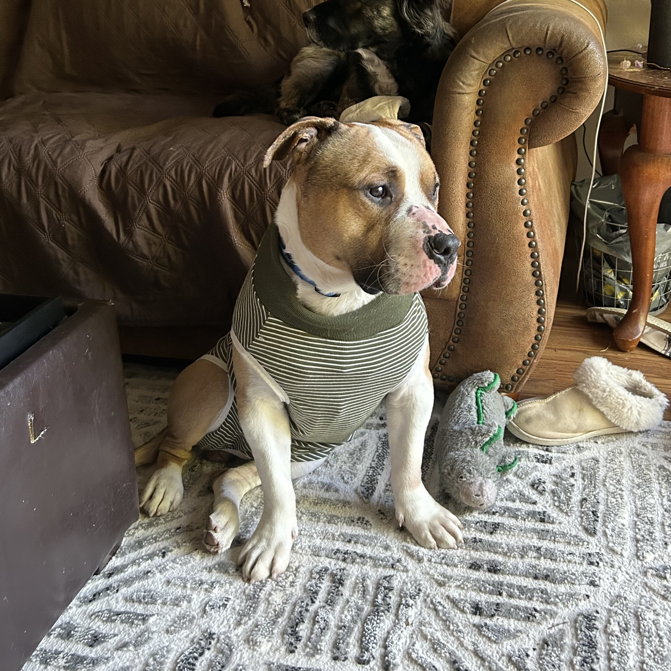 Enlarge Cash, an adoptable Pit Bull Terrier in Sonora, CA image 2/5