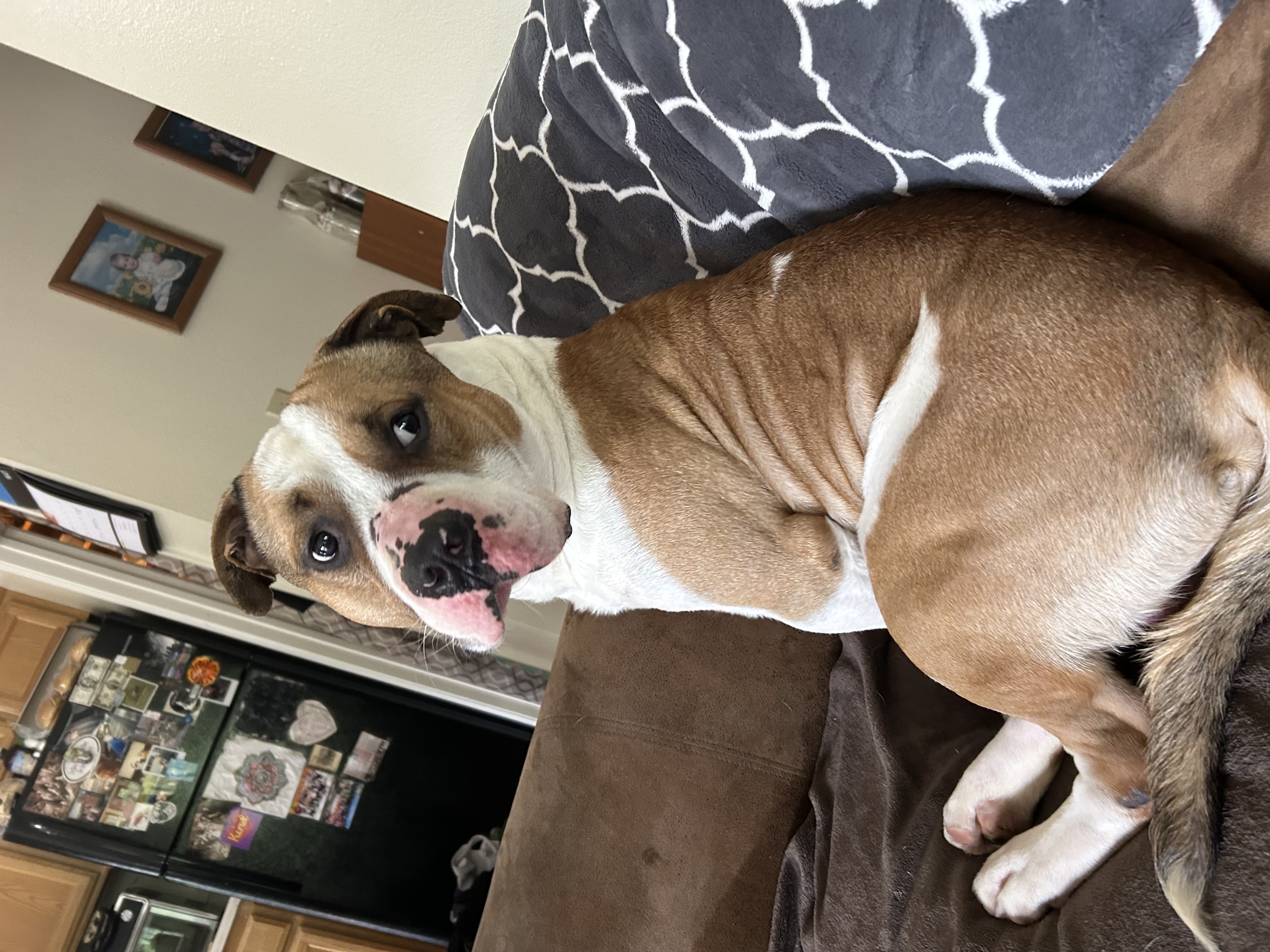 Enlarge Cash, an adoptable Pit Bull Terrier in Sonora, CA image 5/5