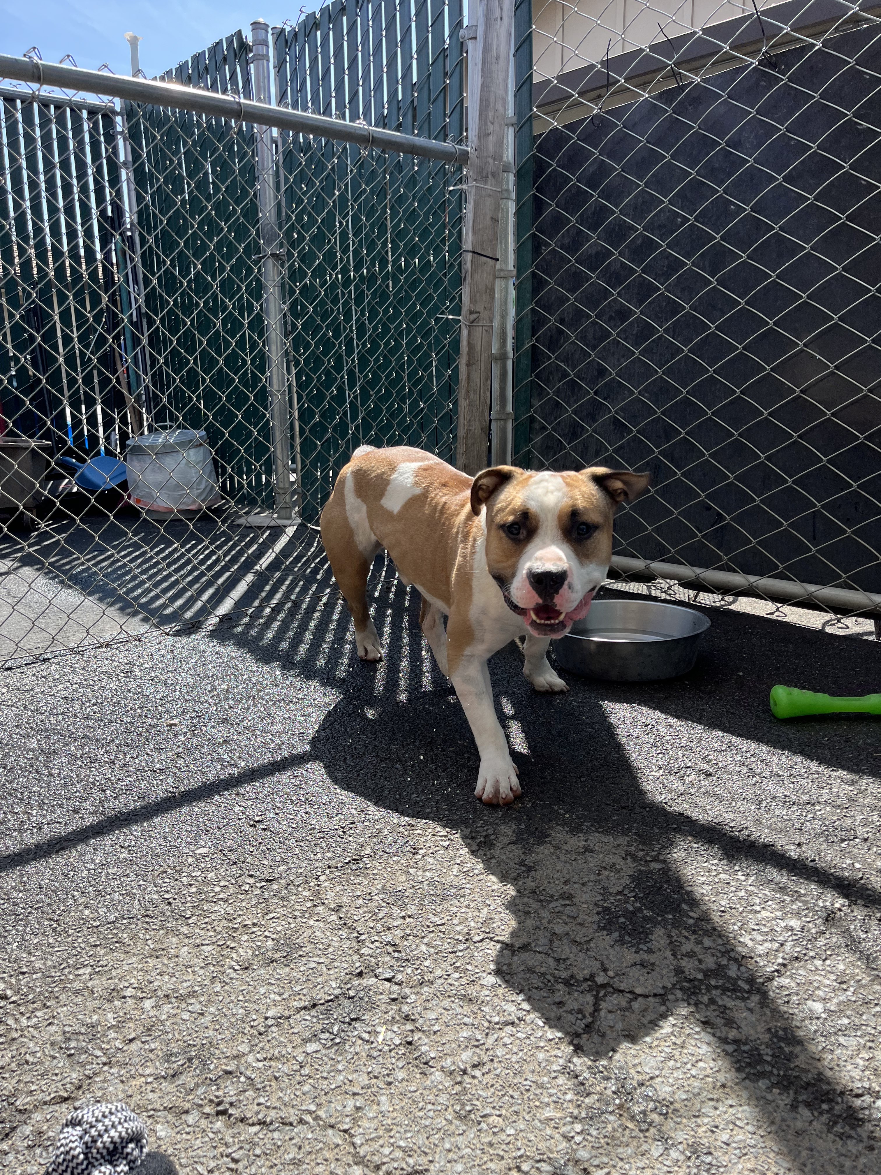 Enlarge Cash, an adoptable Pit Bull Terrier in Sonora, CA image 3/5