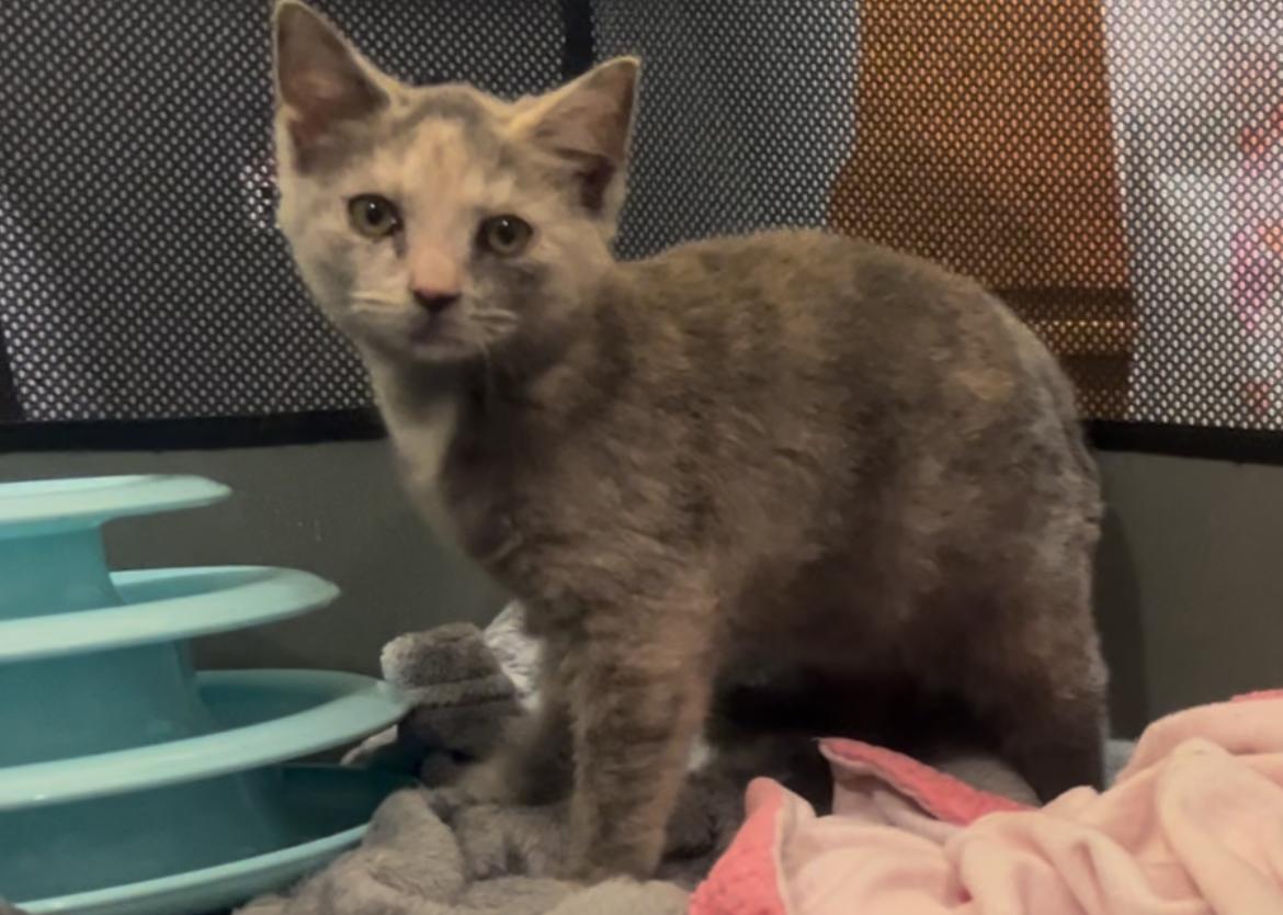 Enlarge Cindy Lou Who (part of BONDED PAIR), a ADOPTABLE Domestic Short Hair in Hellertown, PA image 1/1