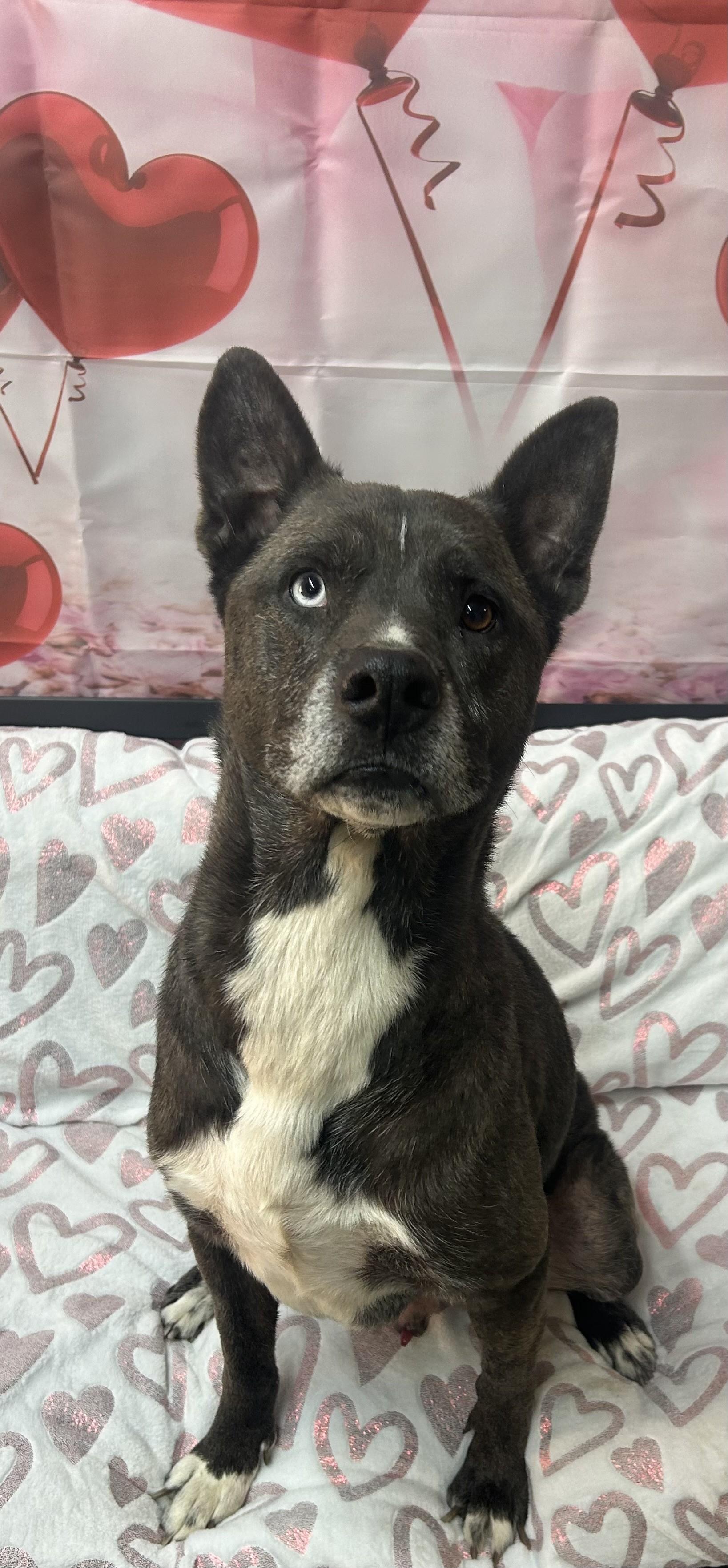 Major, ADOPTABLE, Adult Male Siberian Husky & Belgian Shepherd / Malinois.