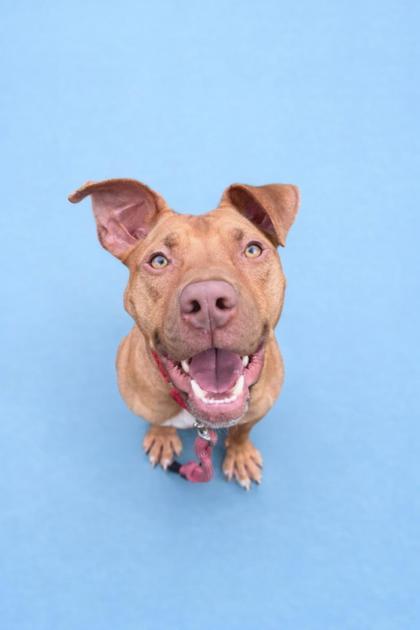 Brad Pitt thumbnail 2