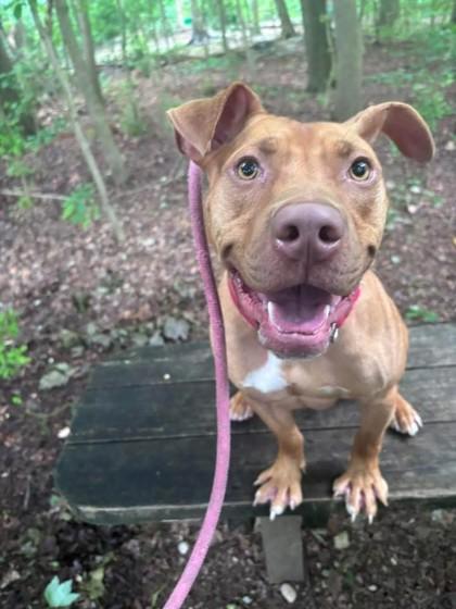 Brad Pitt thumbnail 3