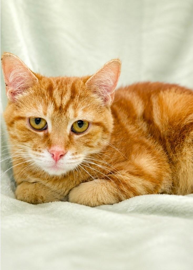 Wally, ADOPTABLE, Young Male Domestic Short Hair & Tabby.