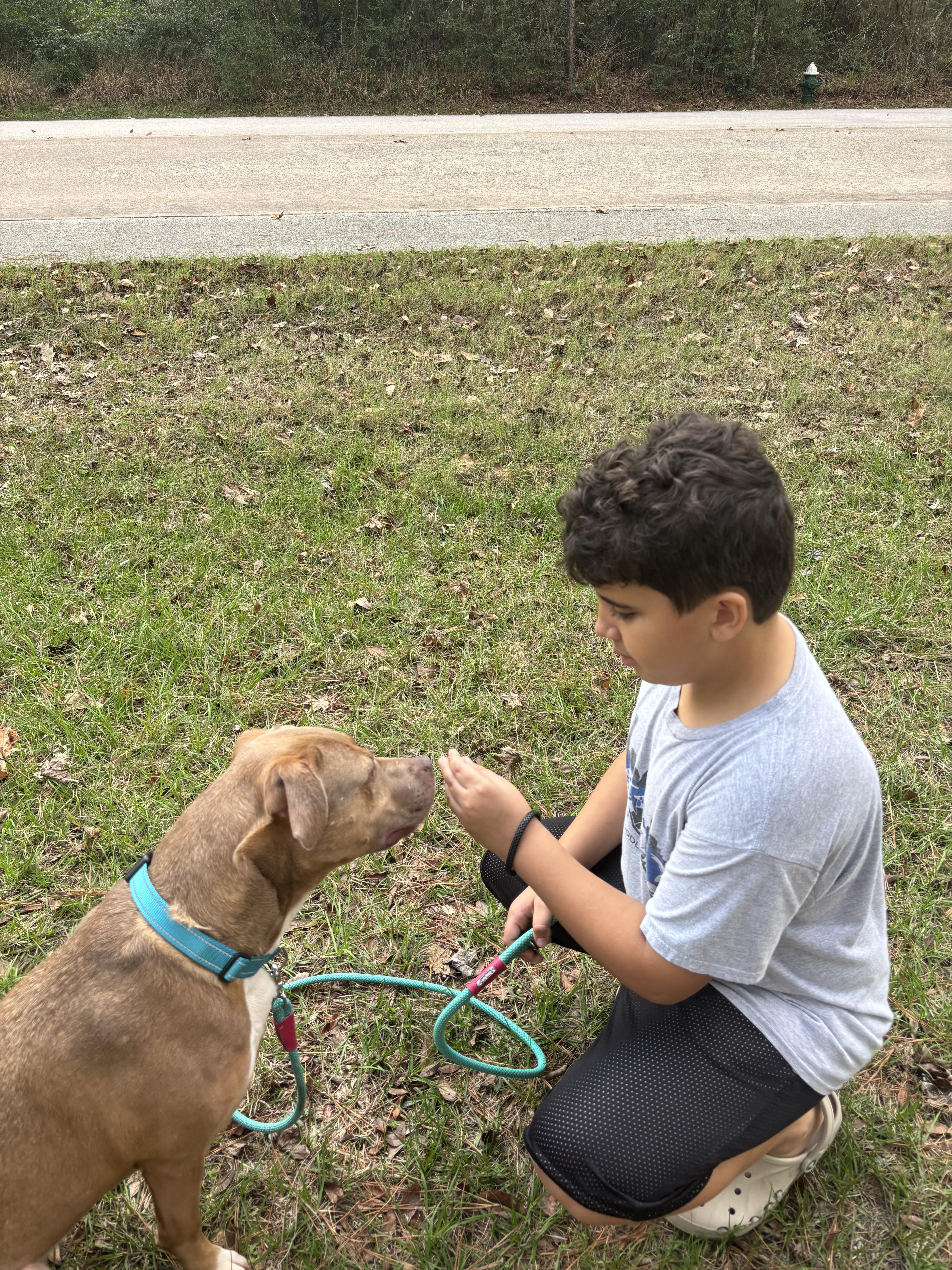 Enlarge Maggie (gentle, friendly, calm, house trained), a Adoptable mixed breed in Victor, NY image 1/6