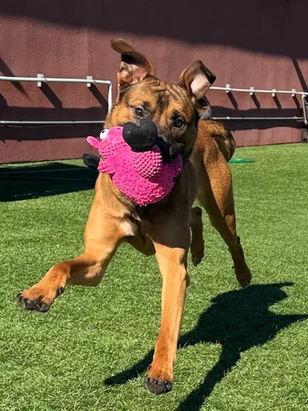 Enlarge Kratos, a Adoptable mixed breed in Brookings, OR image 2/5