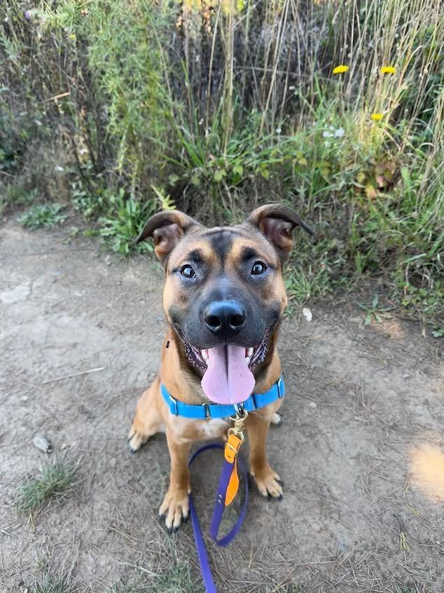 Enlarge Kratos, a Adoptable mixed breed in Brookings, OR image 1/5