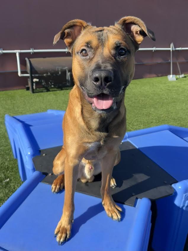 Enlarge Kratos, a Adoptable mixed breed in Brookings, OR image 4/5