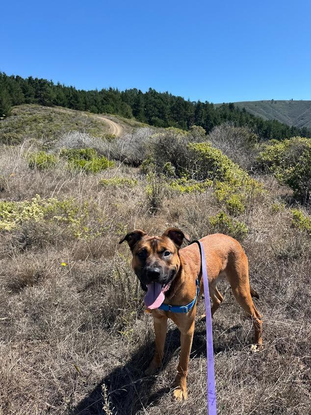 Enlarge Kratos, a Adoptable mixed breed in Brookings, OR image 2/5