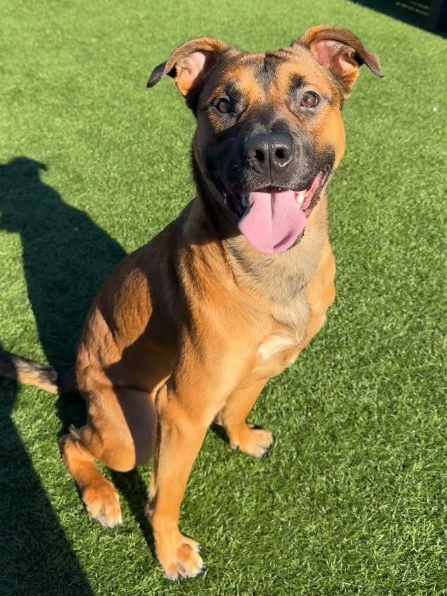 Enlarge Kratos, a Adoptable mixed breed in Brookings, OR image 4/5