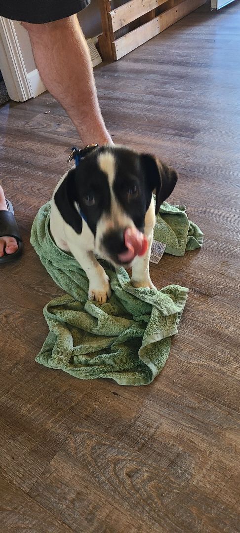 Enlarge Milo, a Adoptable mixed breed in Linton, IN image 1/11