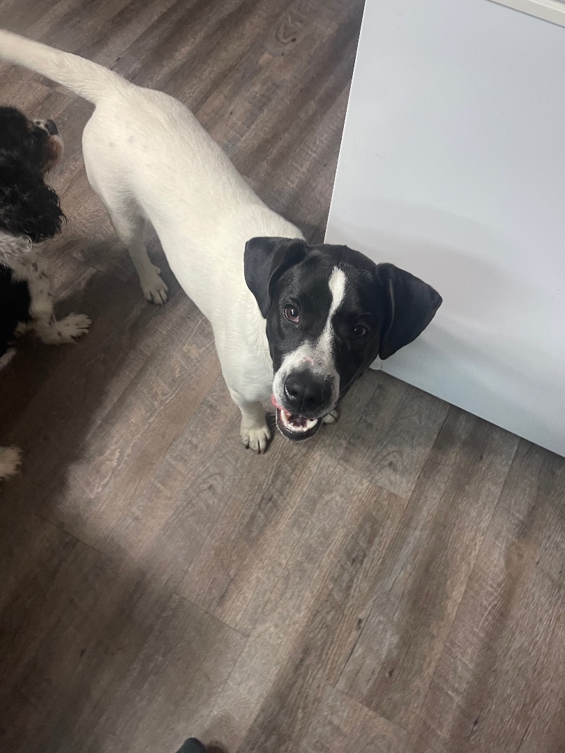 Enlarge Milo, a Adoptable mixed breed in Linton, IN image 2/11