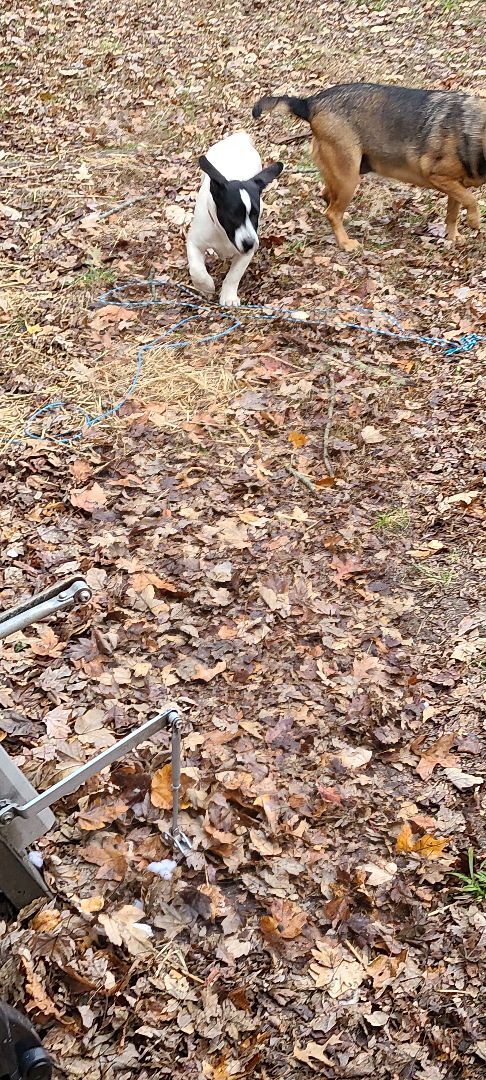 Enlarge Milo, a Adoptable mixed breed in Linton, IN image 3/11