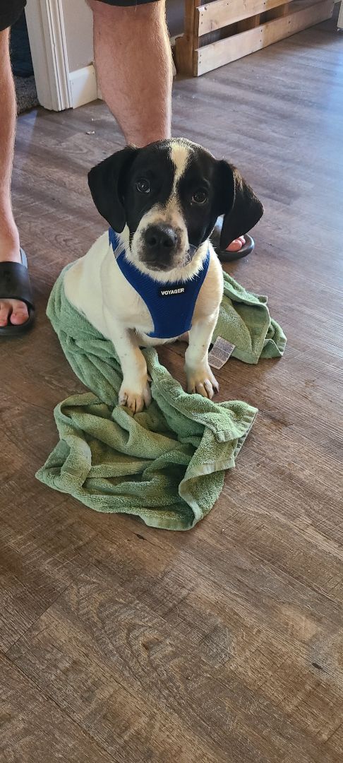 Enlarge Milo, a Adoptable mixed breed in Linton, IN image 4/11