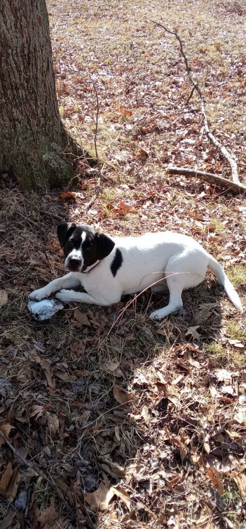 Enlarge Milo, a Adoptable mixed breed in Linton, IN image 5/11