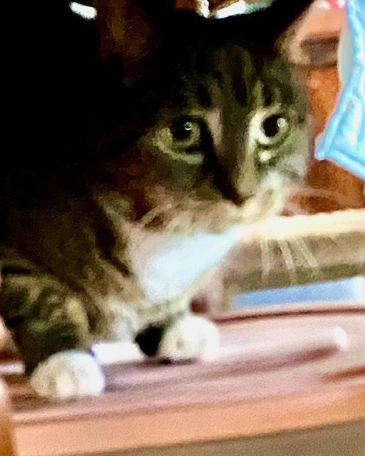 Annie, Adoptable, Adult Female Domestic Short Hair & Exotic Shorthair.