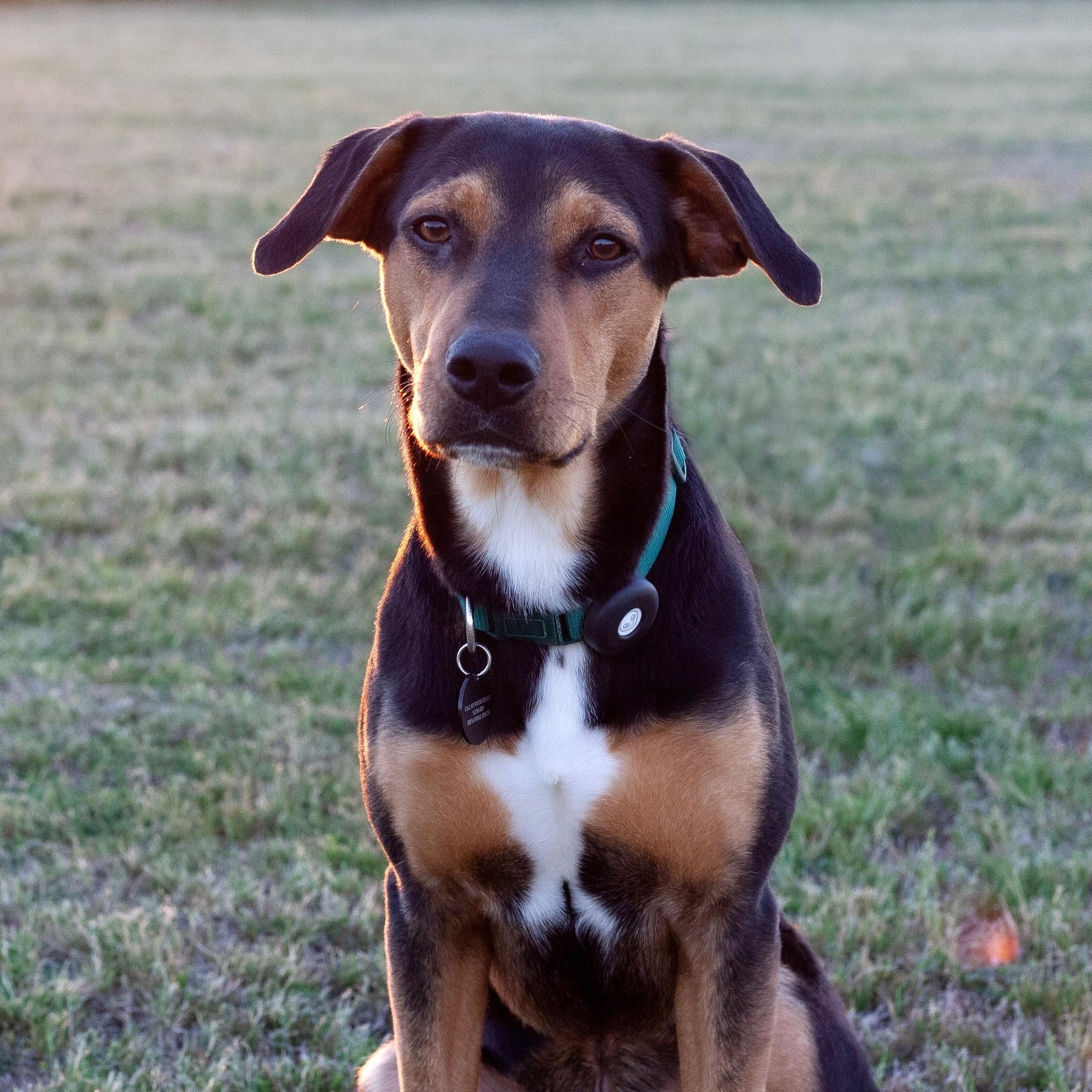 Enlarge Reese, a ADOPTABLE mixed breed in Bryan, TX image 1/4