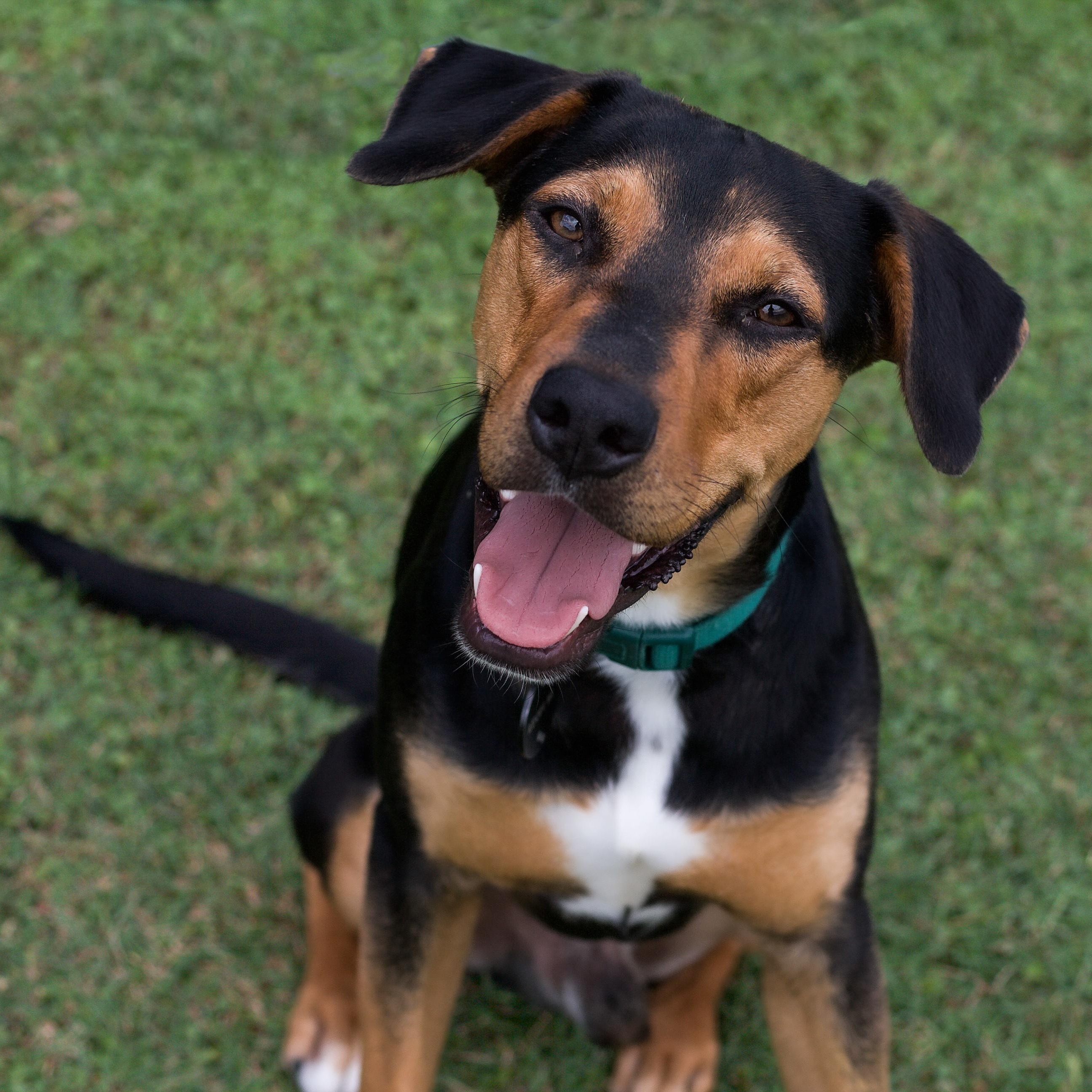 Reese, ADOPTABLE, Young Male Hound.