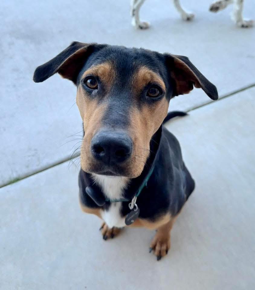 Enlarge Reese, a ADOPTABLE mixed breed in Bryan, TX image 4/4