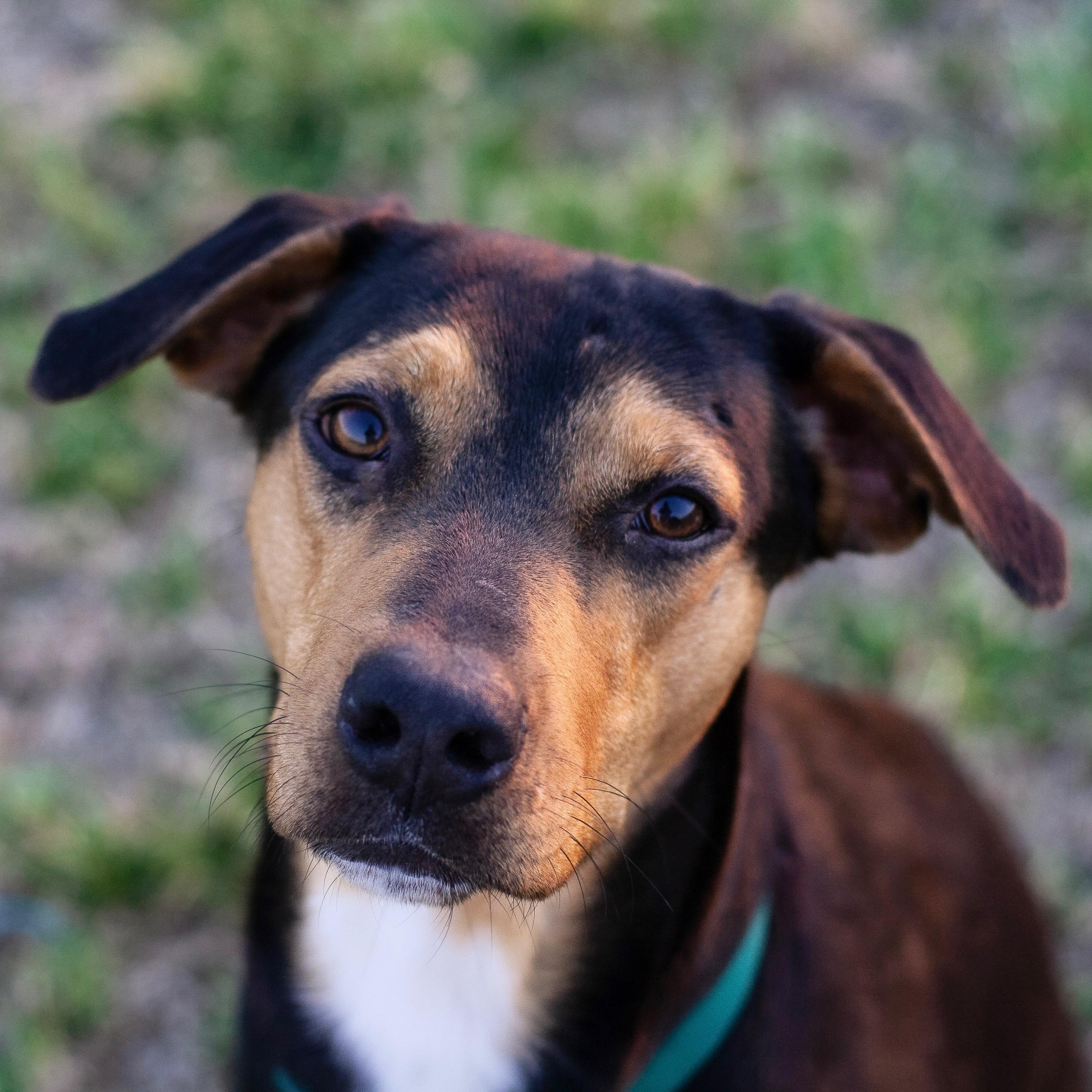 Enlarge Reese, a ADOPTABLE mixed breed in Bryan, TX image 2/4