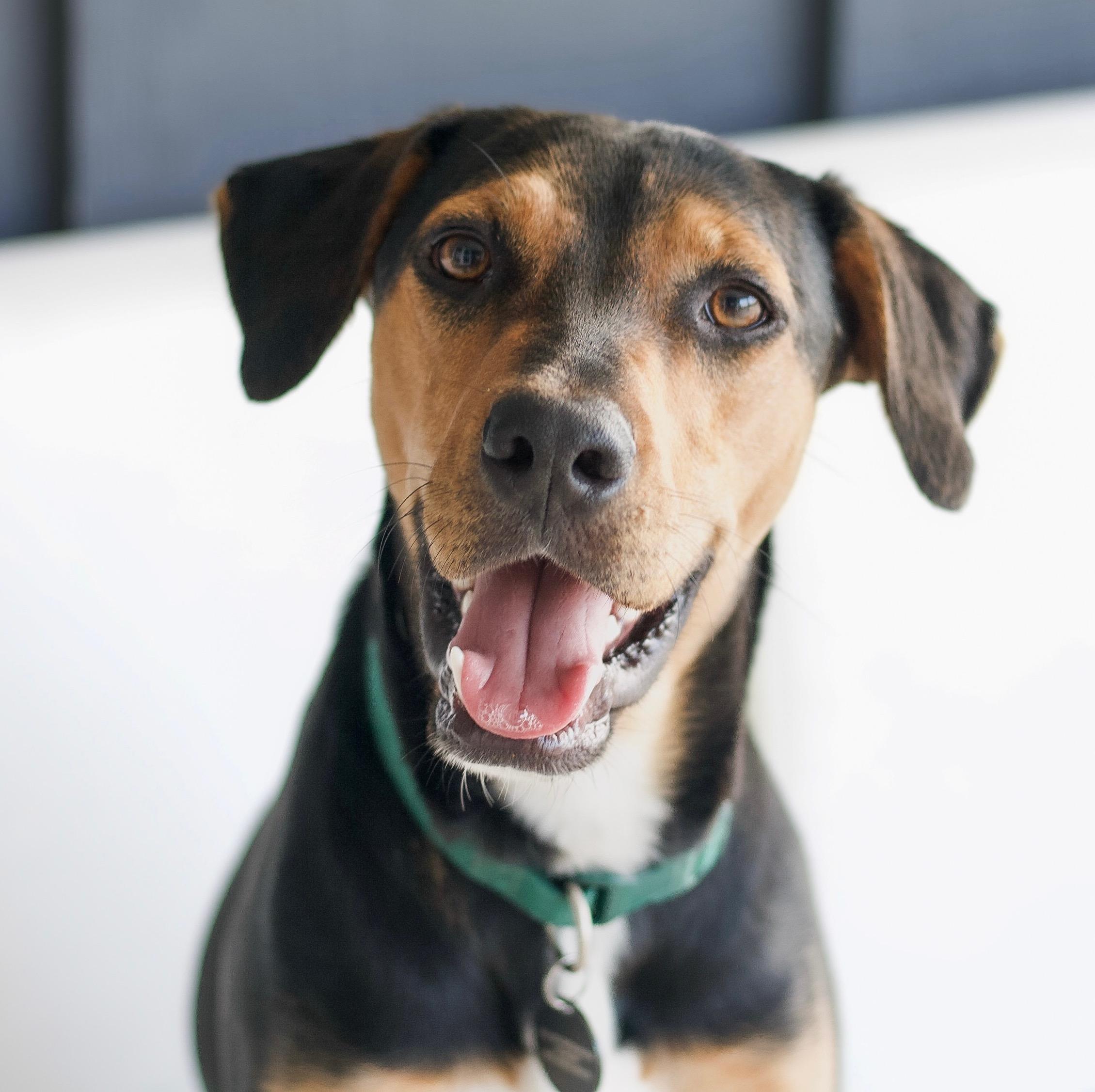 Reese, a ADOPTABLE mixed breed in Bryan, TX image 4/5