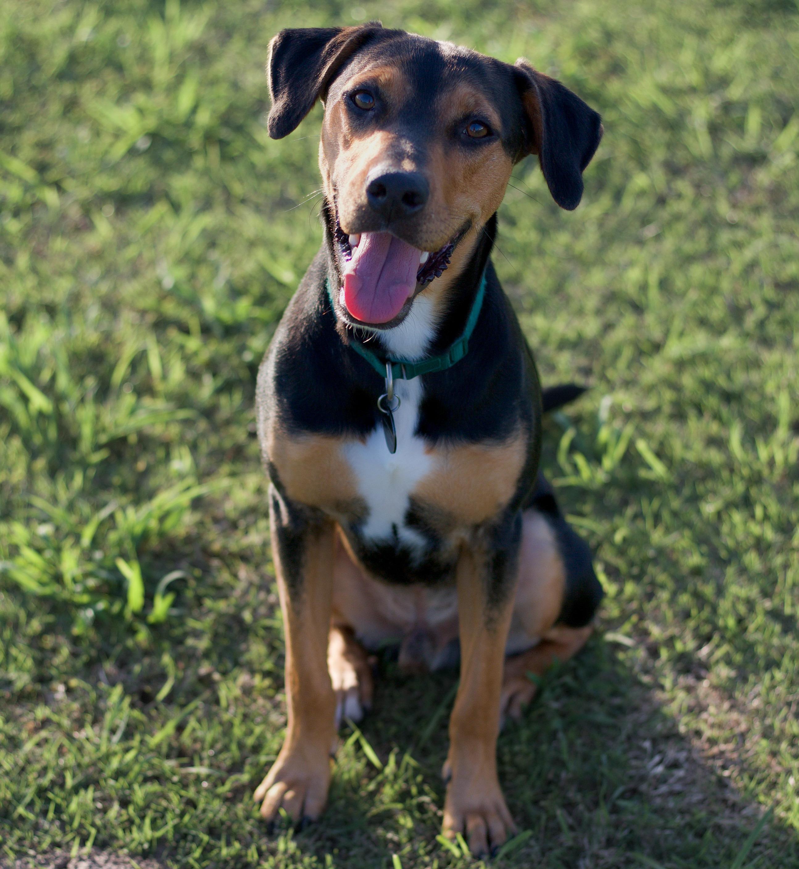 Reese, a ADOPTABLE mixed breed in Bryan, TX image 3/5