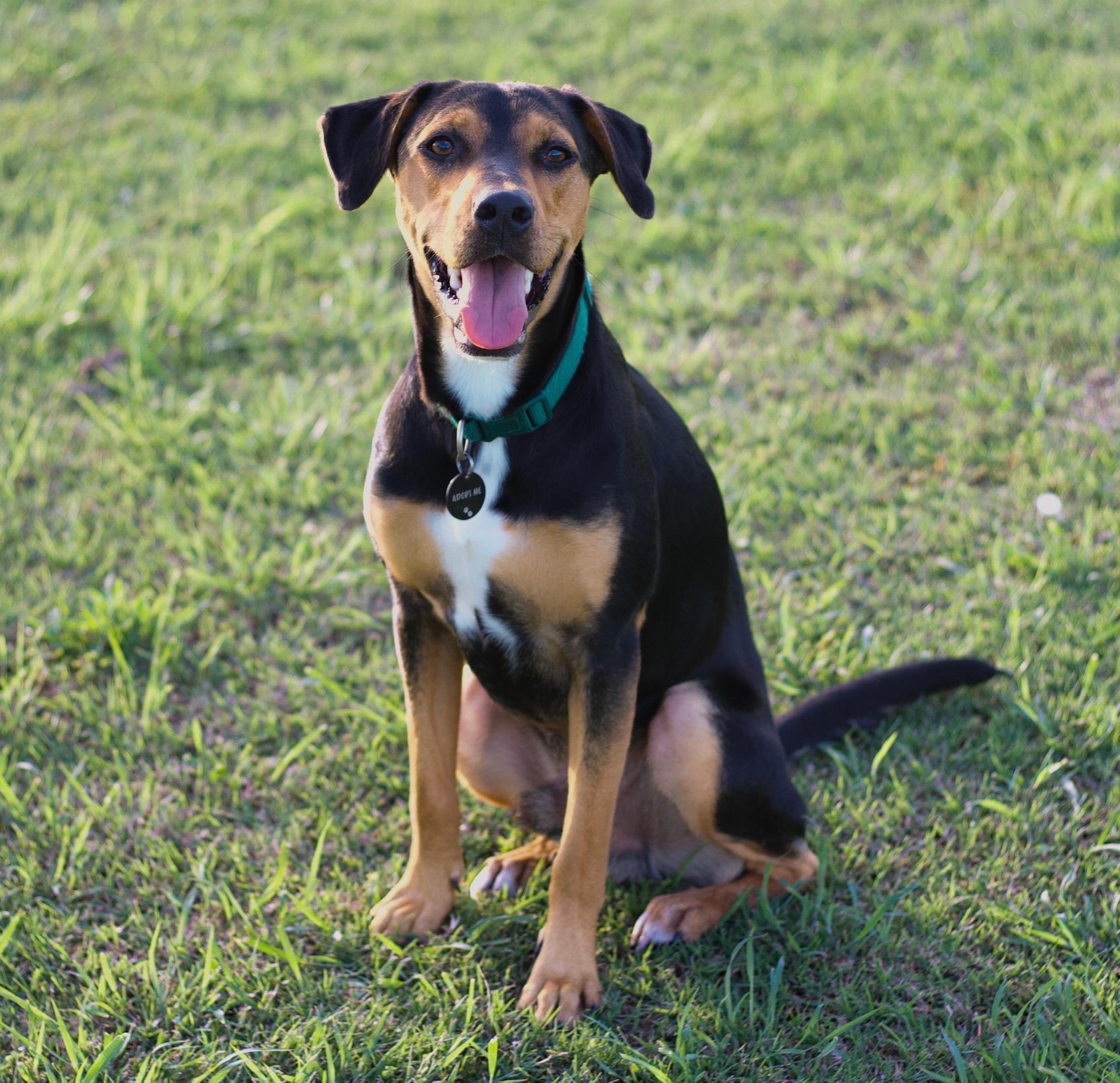 Reese, a ADOPTABLE mixed breed in Bryan, TX image 2/5