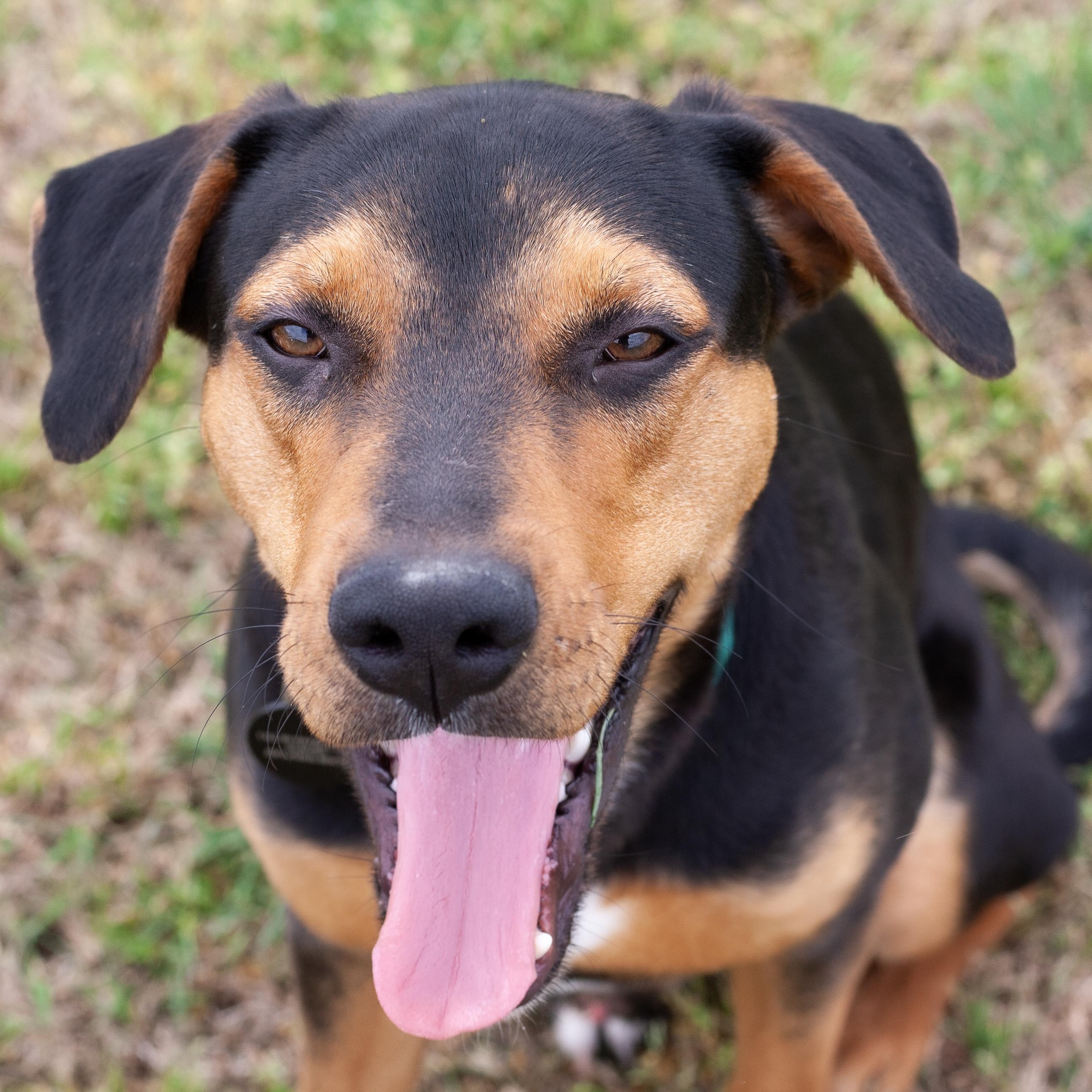 Enlarge Reese, a ADOPTABLE mixed breed in Bryan, TX image 3/4