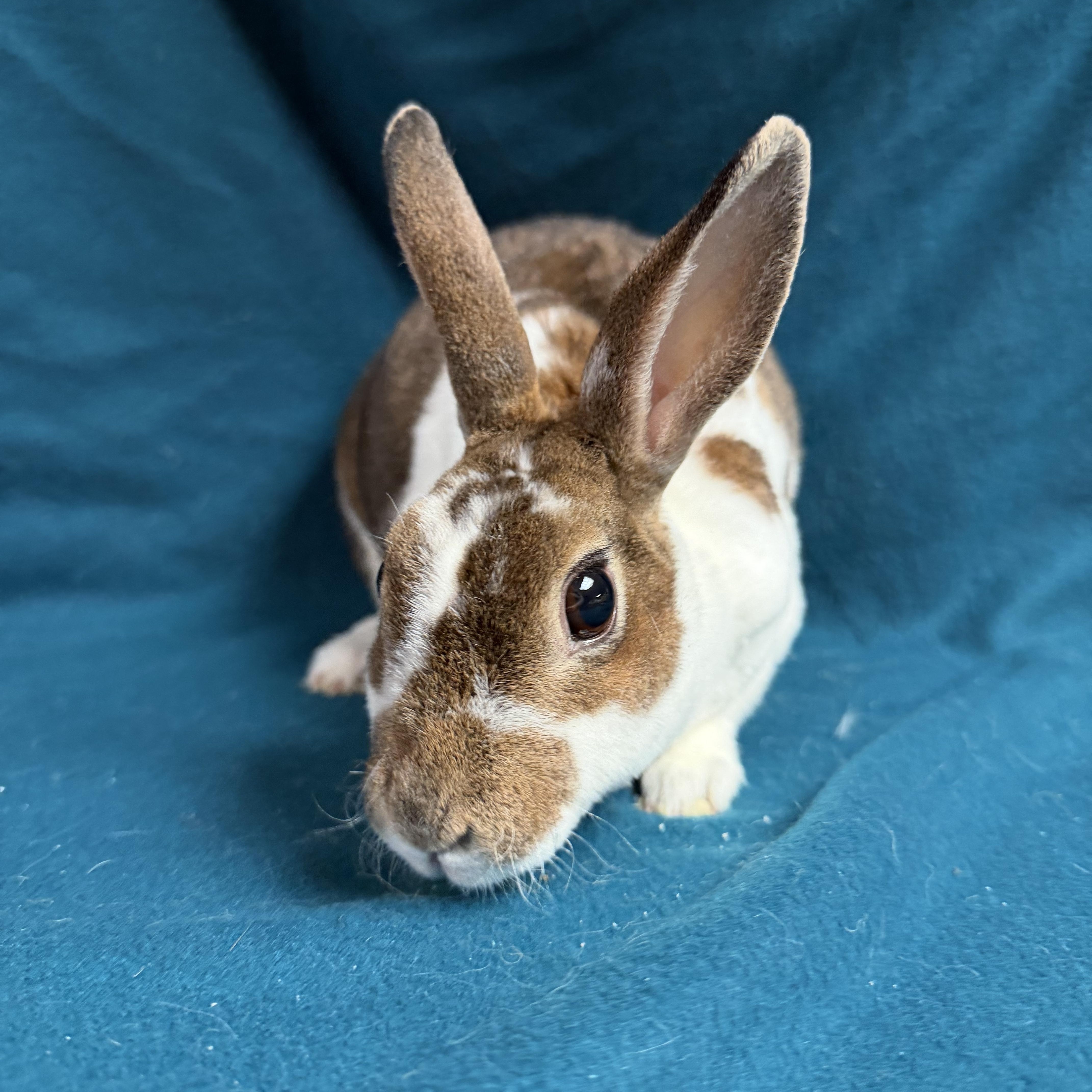 Enlarge Alexis: video!!, a ADOPTABLE Mini Rex in Edinburg, PA image 5/6