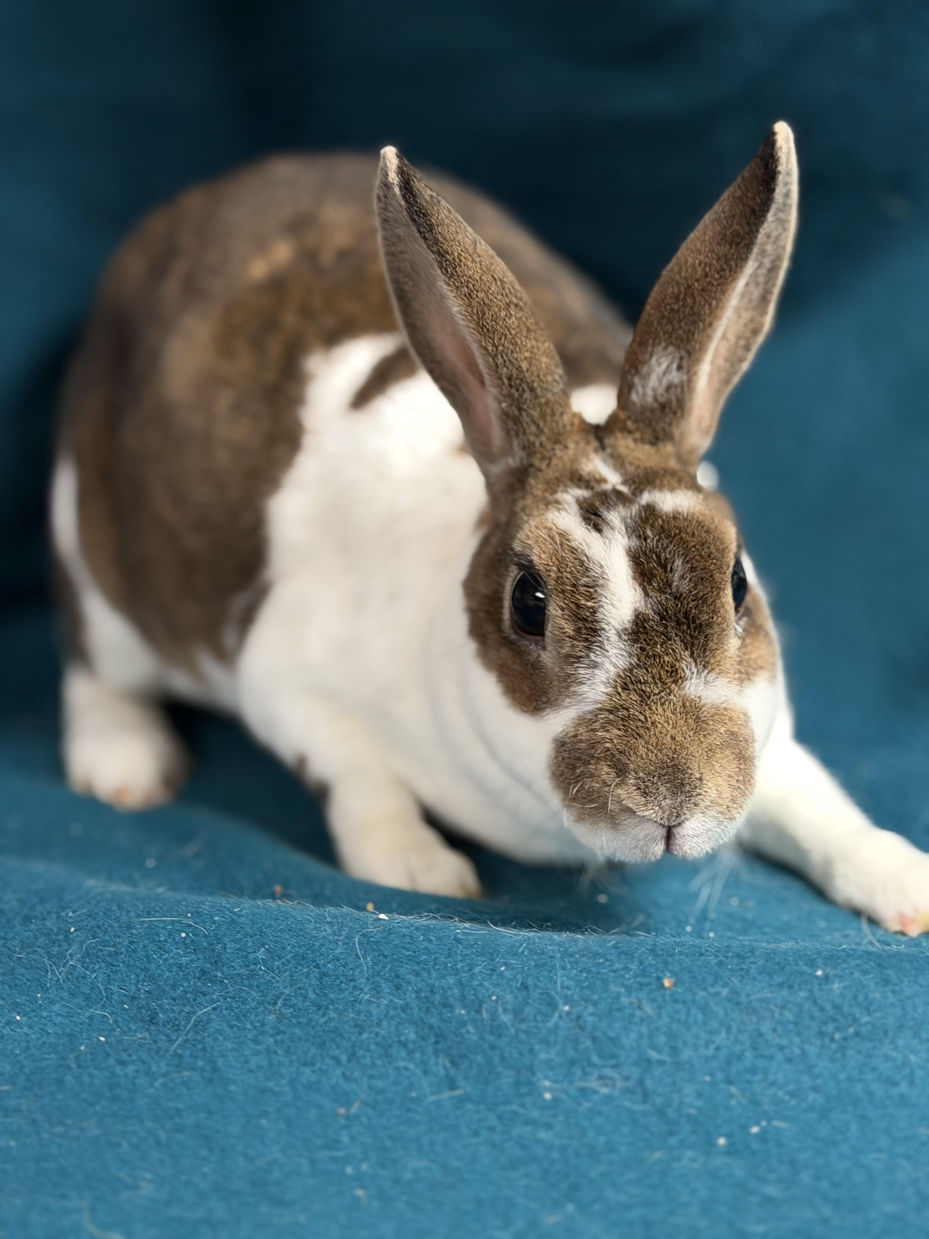 Alexis: video!!, ADOPTABLE, Young Female Mini Rex.