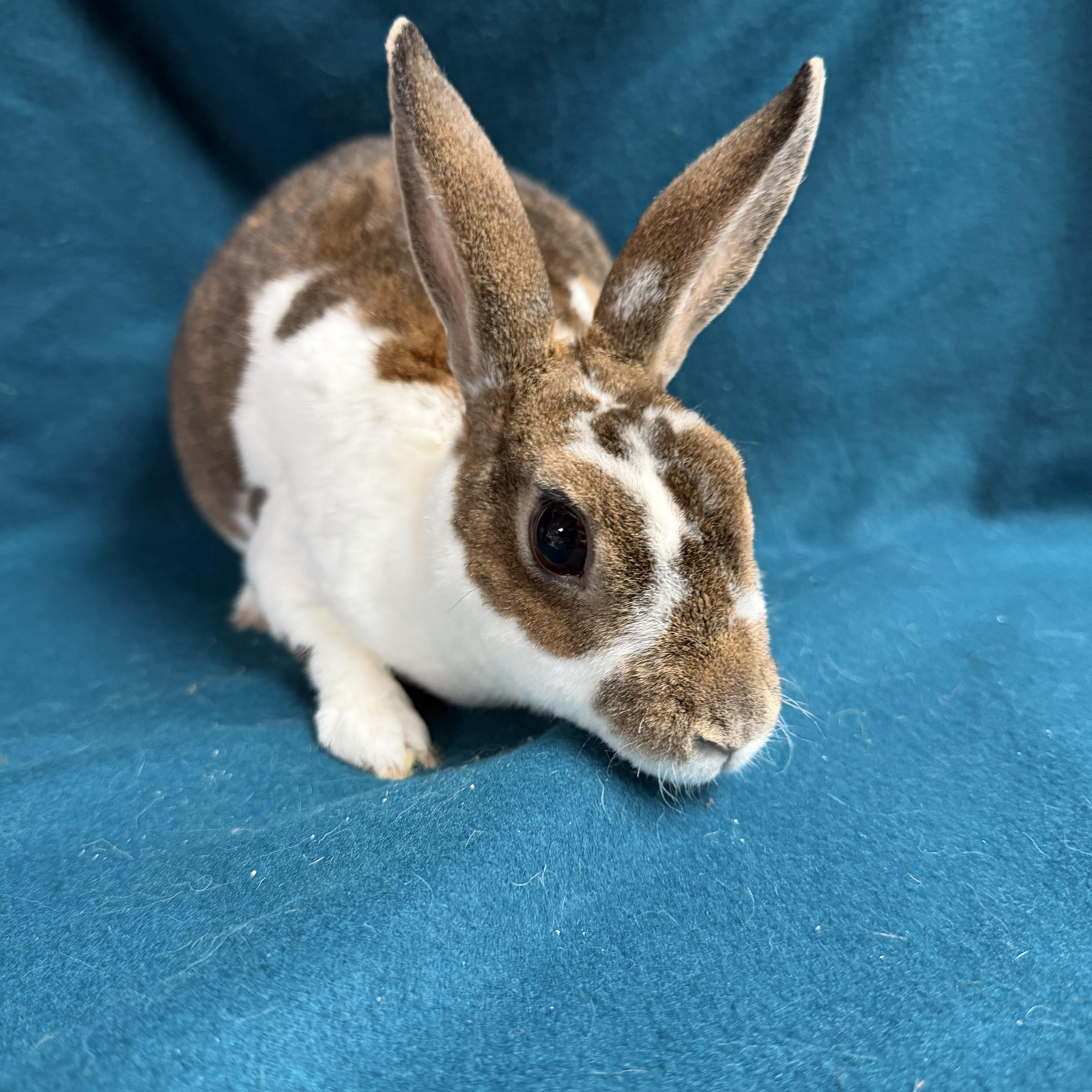 Enlarge Alexis: video!!, a ADOPTABLE Mini Rex in Edinburg, PA image 3/6