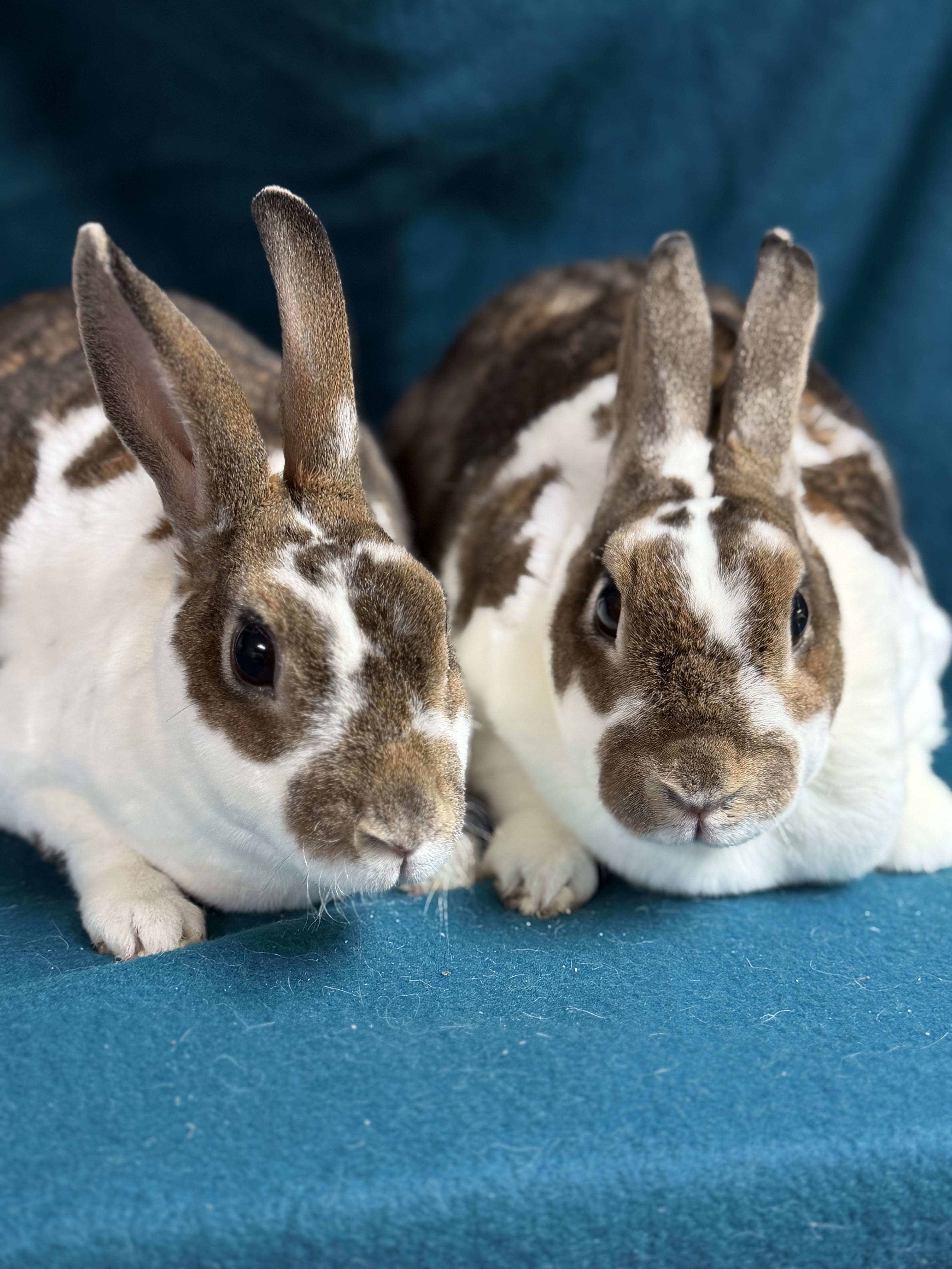 Enlarge Alexis: video!!, a ADOPTABLE Mini Rex in Edinburg, PA image 2/6