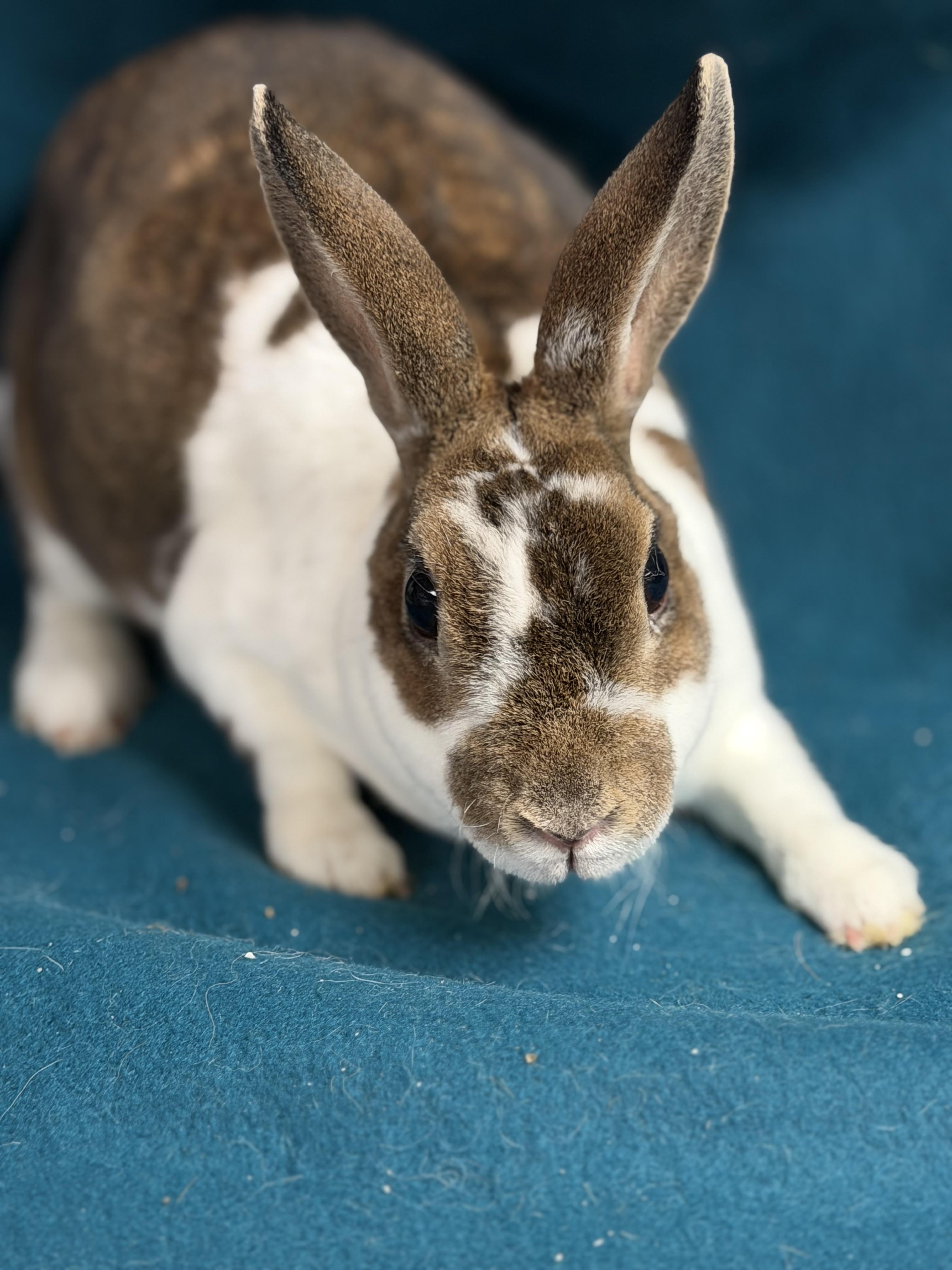 Enlarge Alexis: video!!, a ADOPTABLE Mini Rex in Edinburg, PA image 4/6