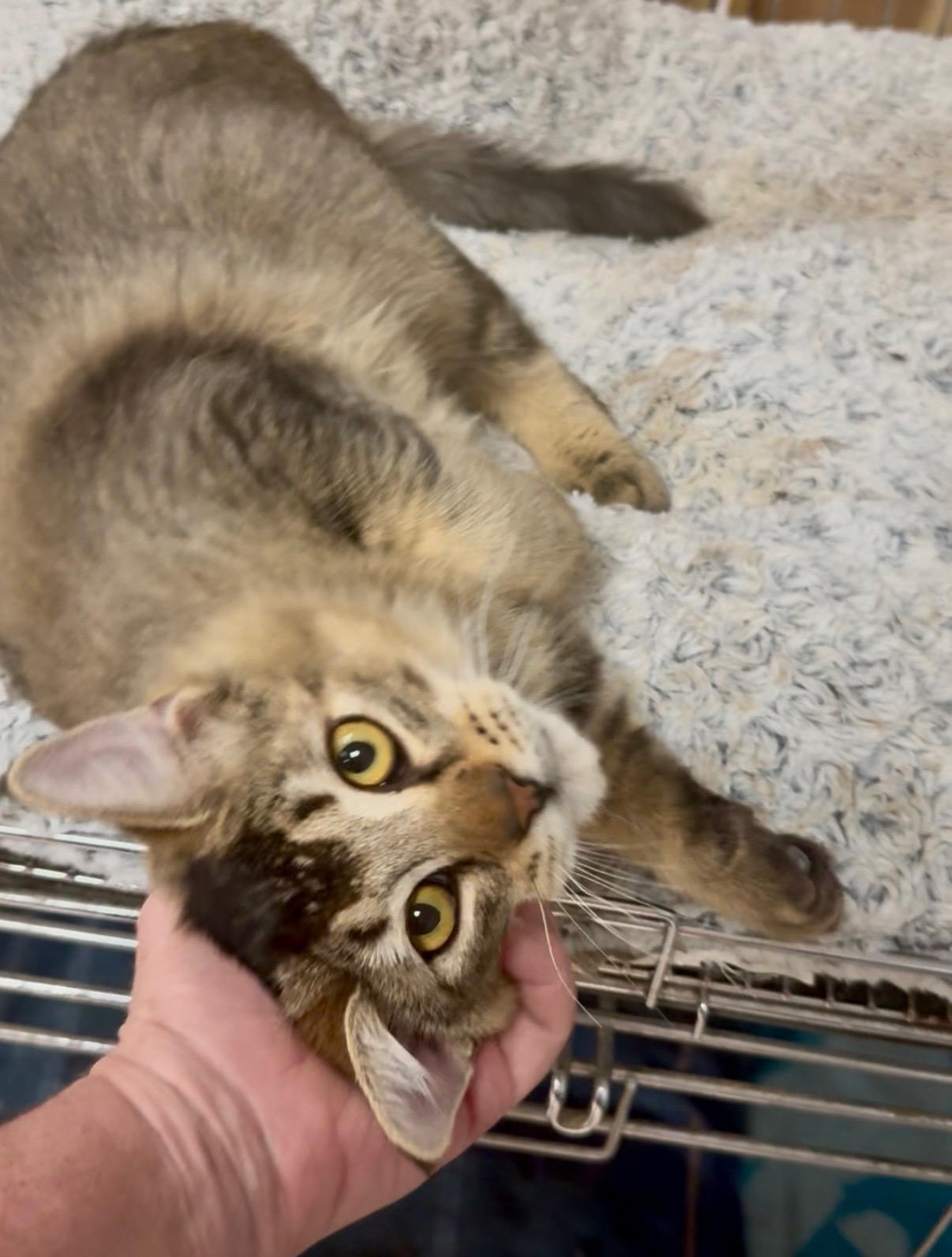 Enlarge Kovou, an adopted mixed breed in Victorville, CA image 1/3