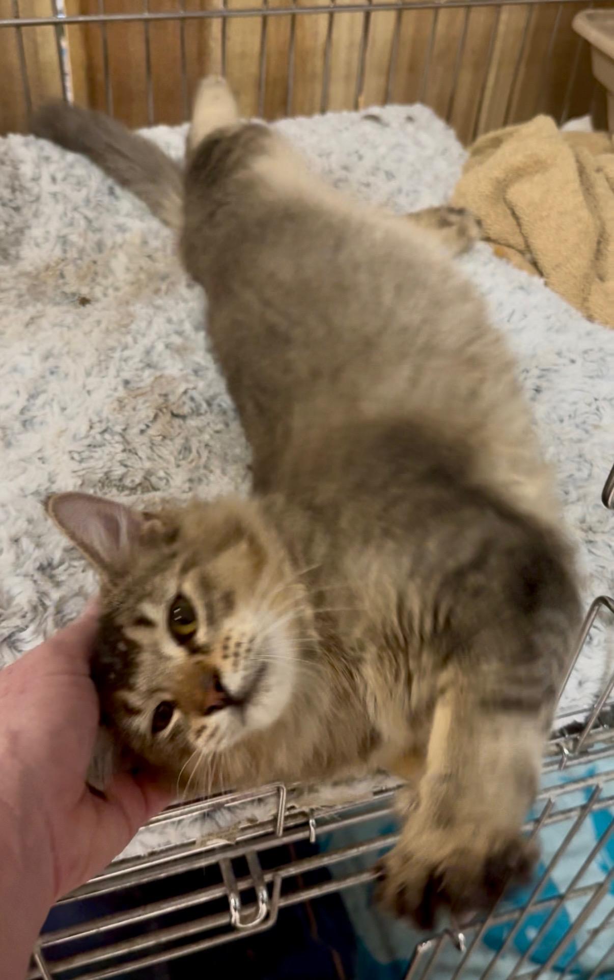 Enlarge Kovou, an adopted mixed breed in Victorville, CA image 2/3