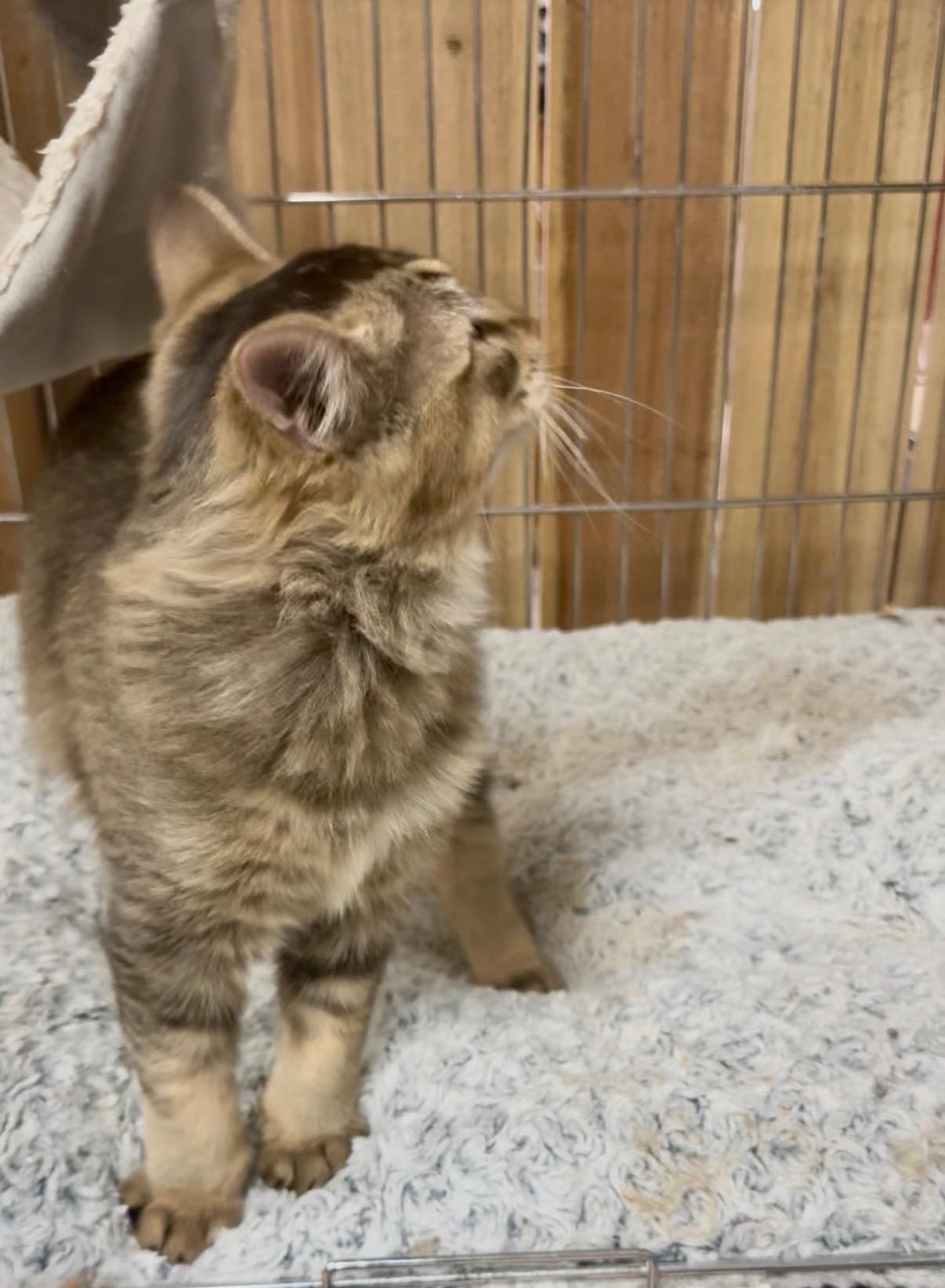 Enlarge Kovou, an adopted mixed breed in Victorville, CA image 3/3