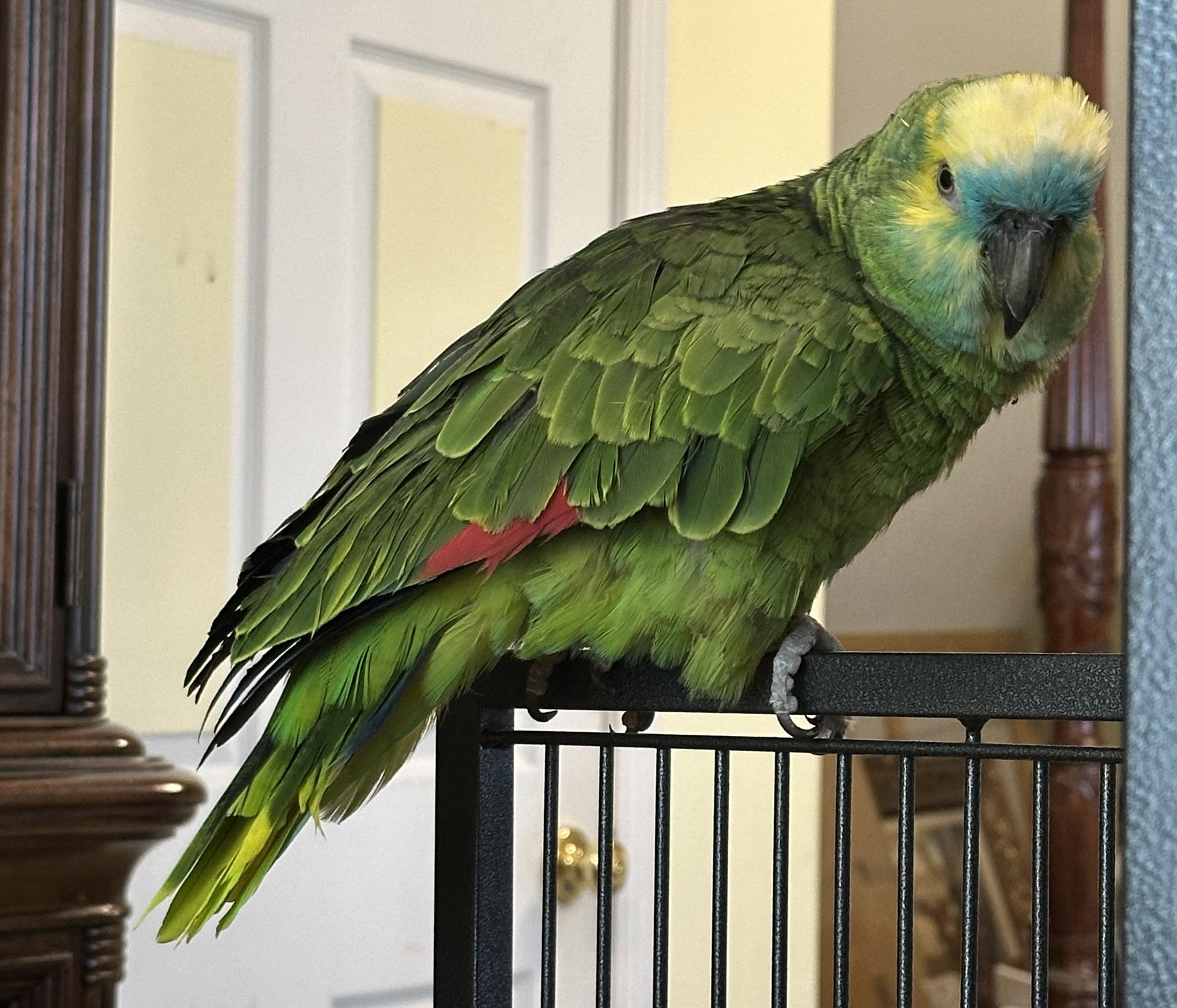 Baby, Adoptable, Adult Female Amazon.