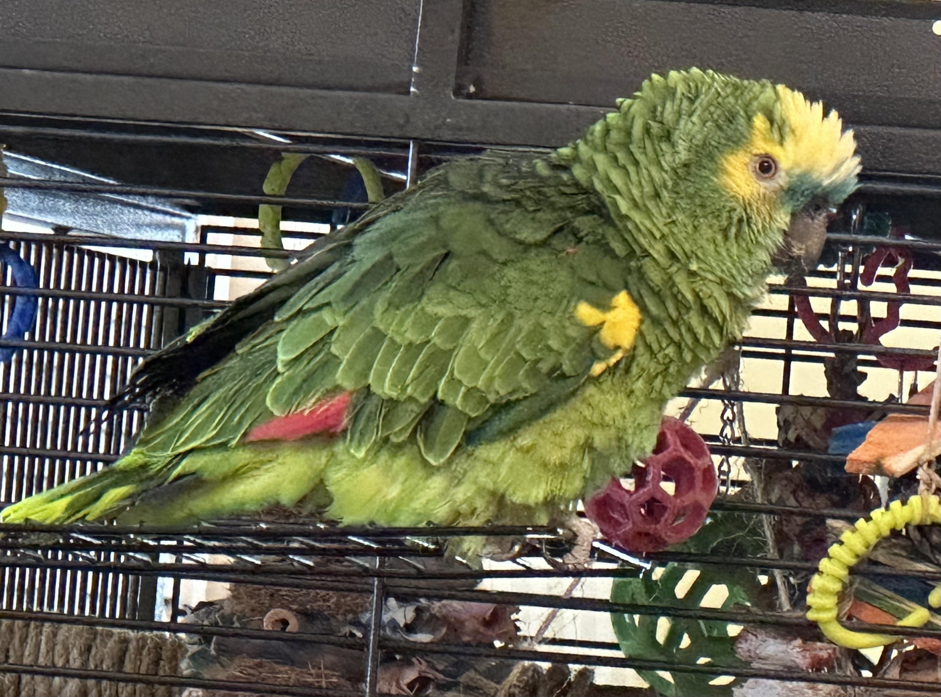 Enlarge Baby, a Adoptable Amazon in Knoxville, TN image 2/3