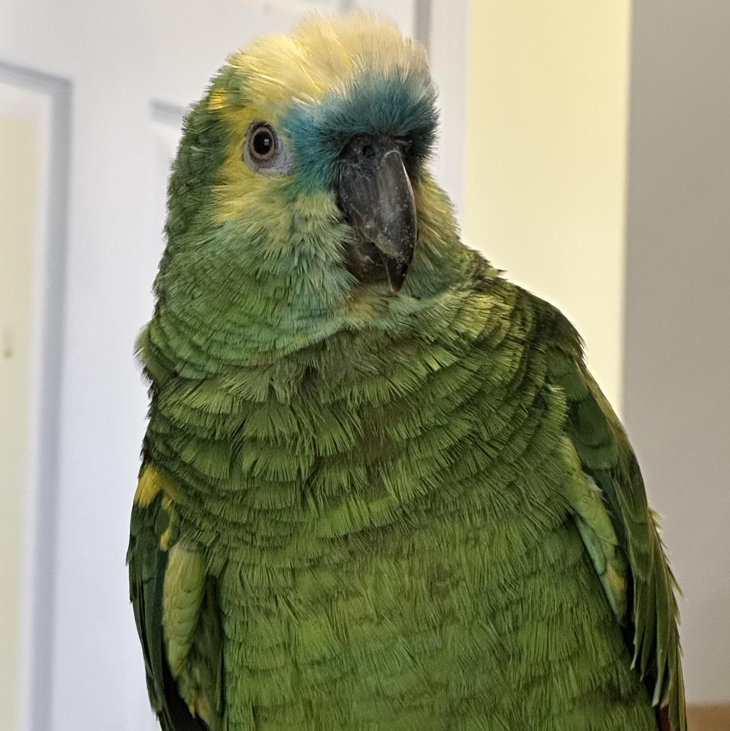 Baby, Adoptable, Adult Female Amazon.