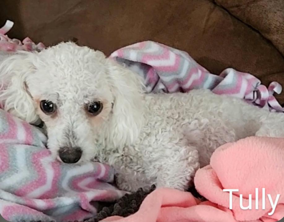 Tully, Adoptable, Adult Female Bichon Frise.