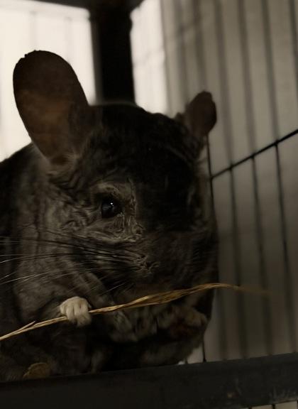 Chinch, Adoptable, Adult Male Chinchilla.