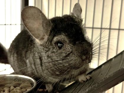 Enlarge Chinch, a Adoptable Chinchilla in Bensalem, PA image 2/3
