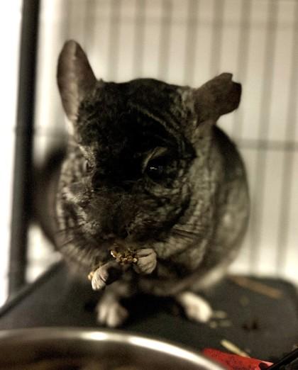 Enlarge Chinch, a Adoptable Chinchilla in Bensalem, PA image 3/3