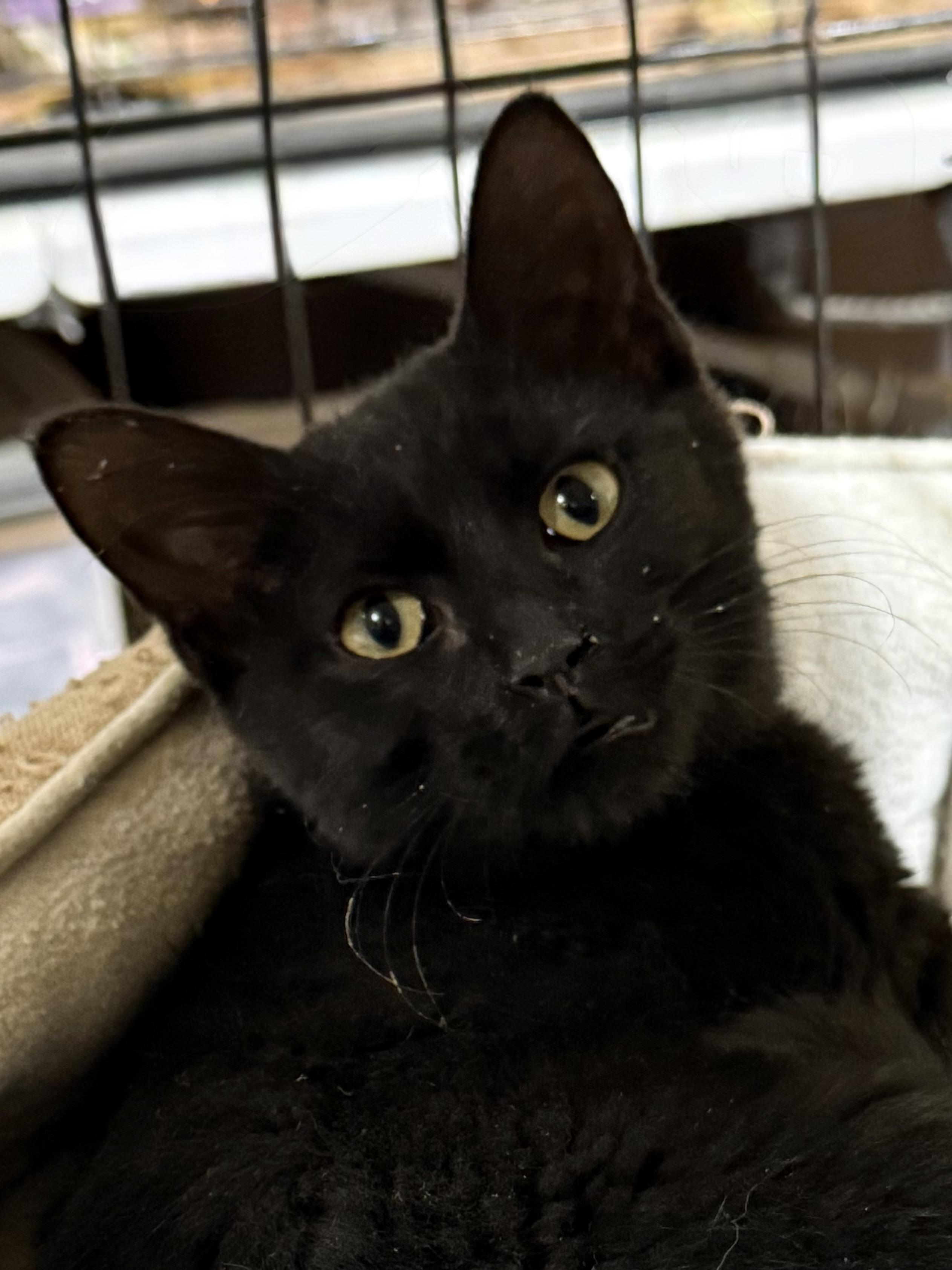 Enlarge EVE, an adopted Domestic Short Hair in Lake Ozark, MO image 1/1