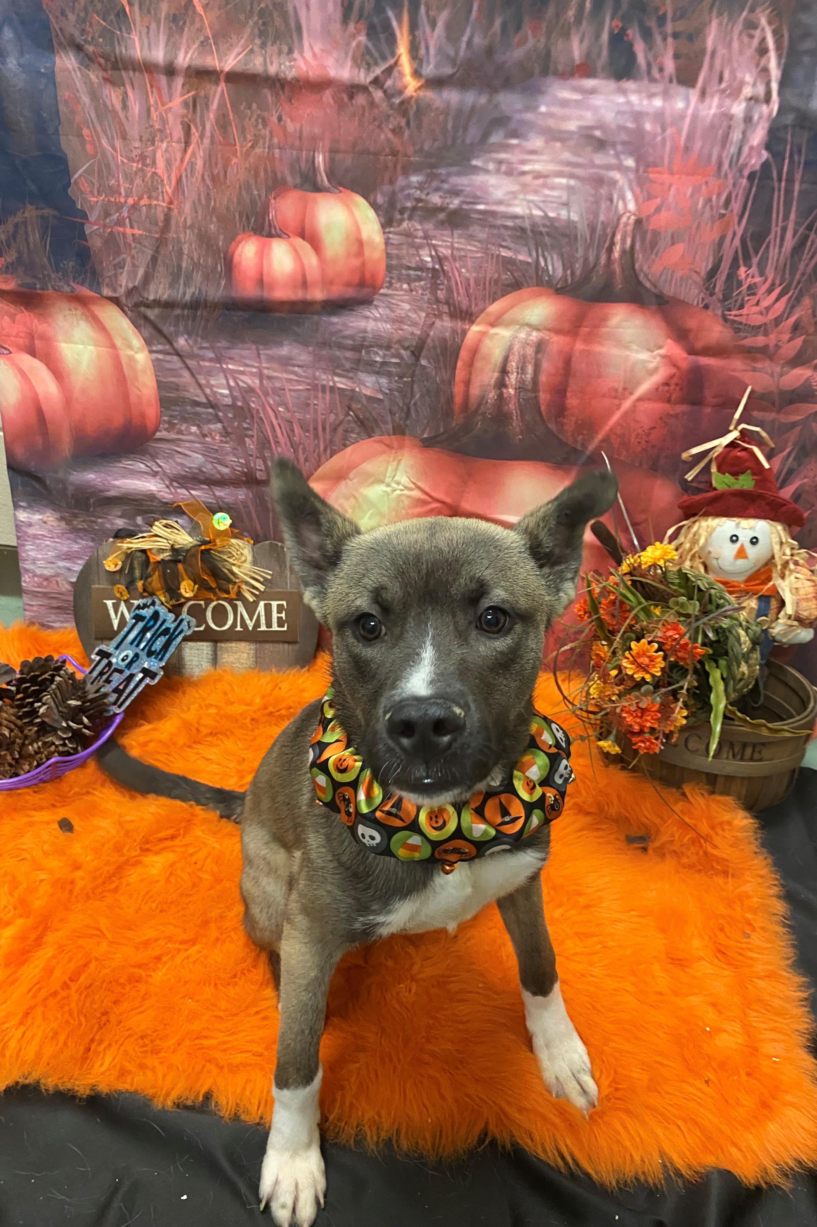 Kyle Crawford 59563482, adopted, Adult Male Siberian Husky.