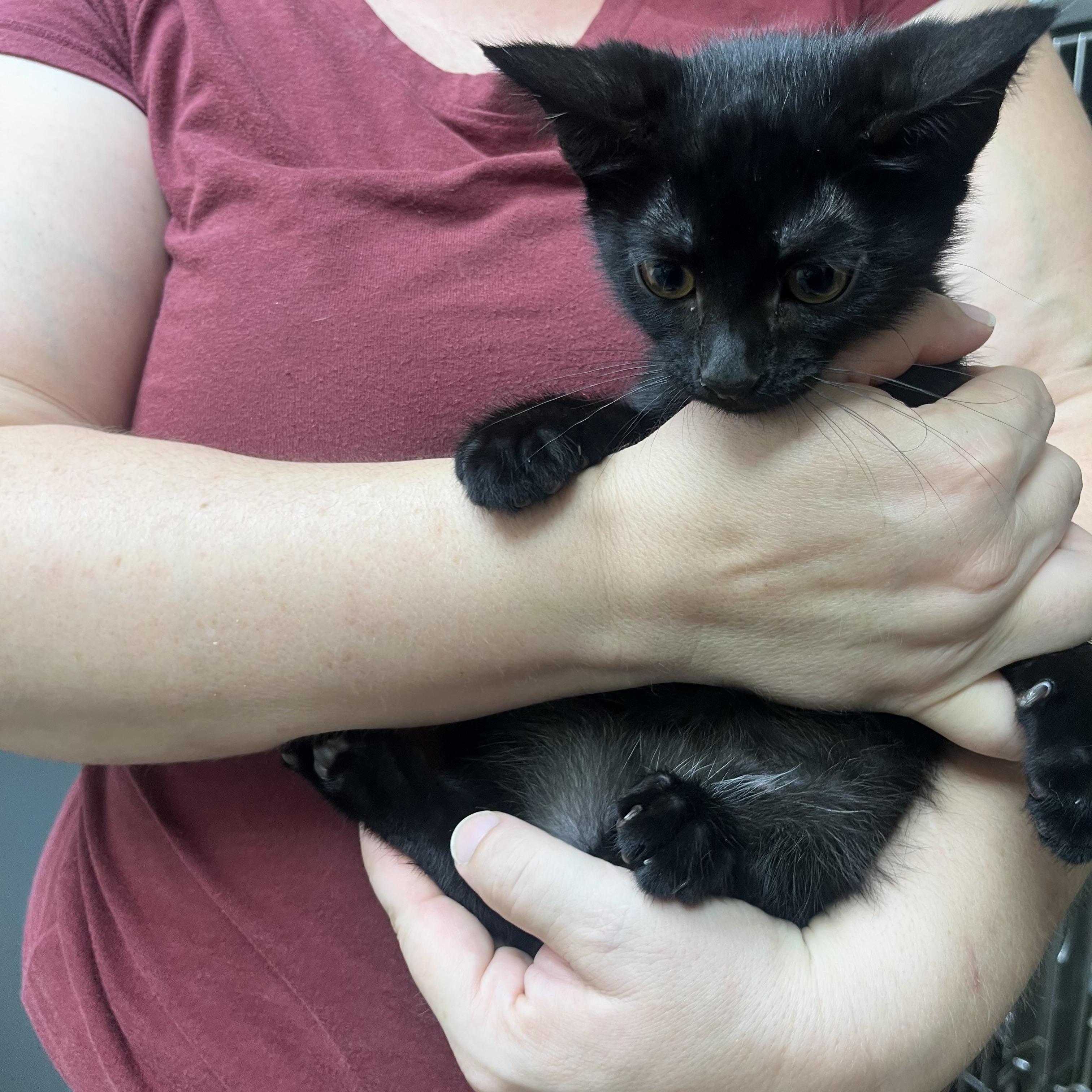 Enlarge Baby Millie, a Adopted Domestic Short Hair in Parkland, FL image 1/2