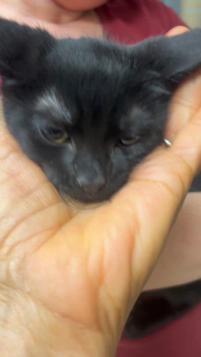 Enlarge Baby Millie, a Adopted Domestic Short Hair in Parkland, FL video 2/2
