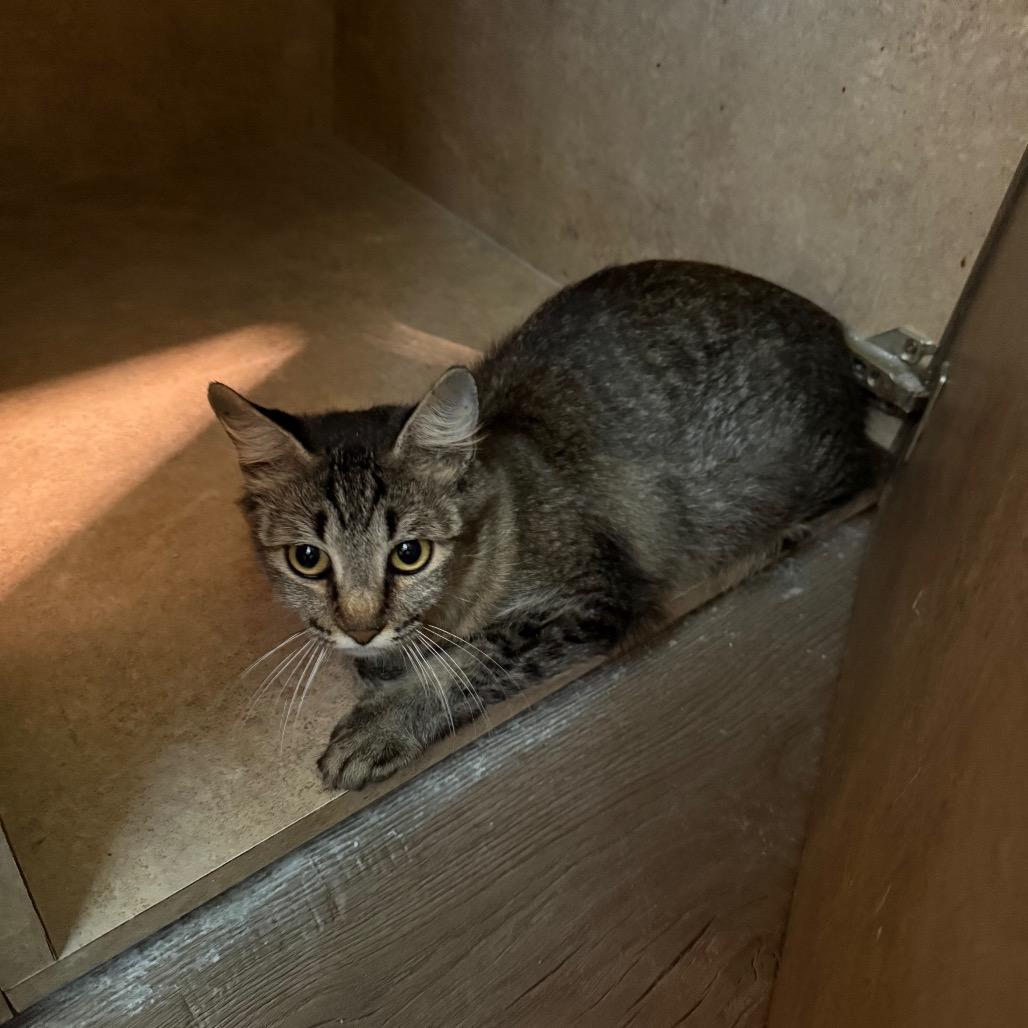 Morticia, Adoptable, Adult Female Domestic Short Hair.