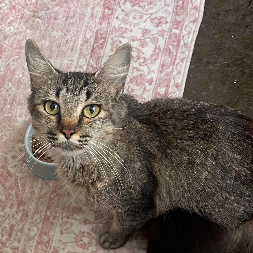 Morticia, a Adoptable Domestic Short Hair in Tampa, FL image 2/2